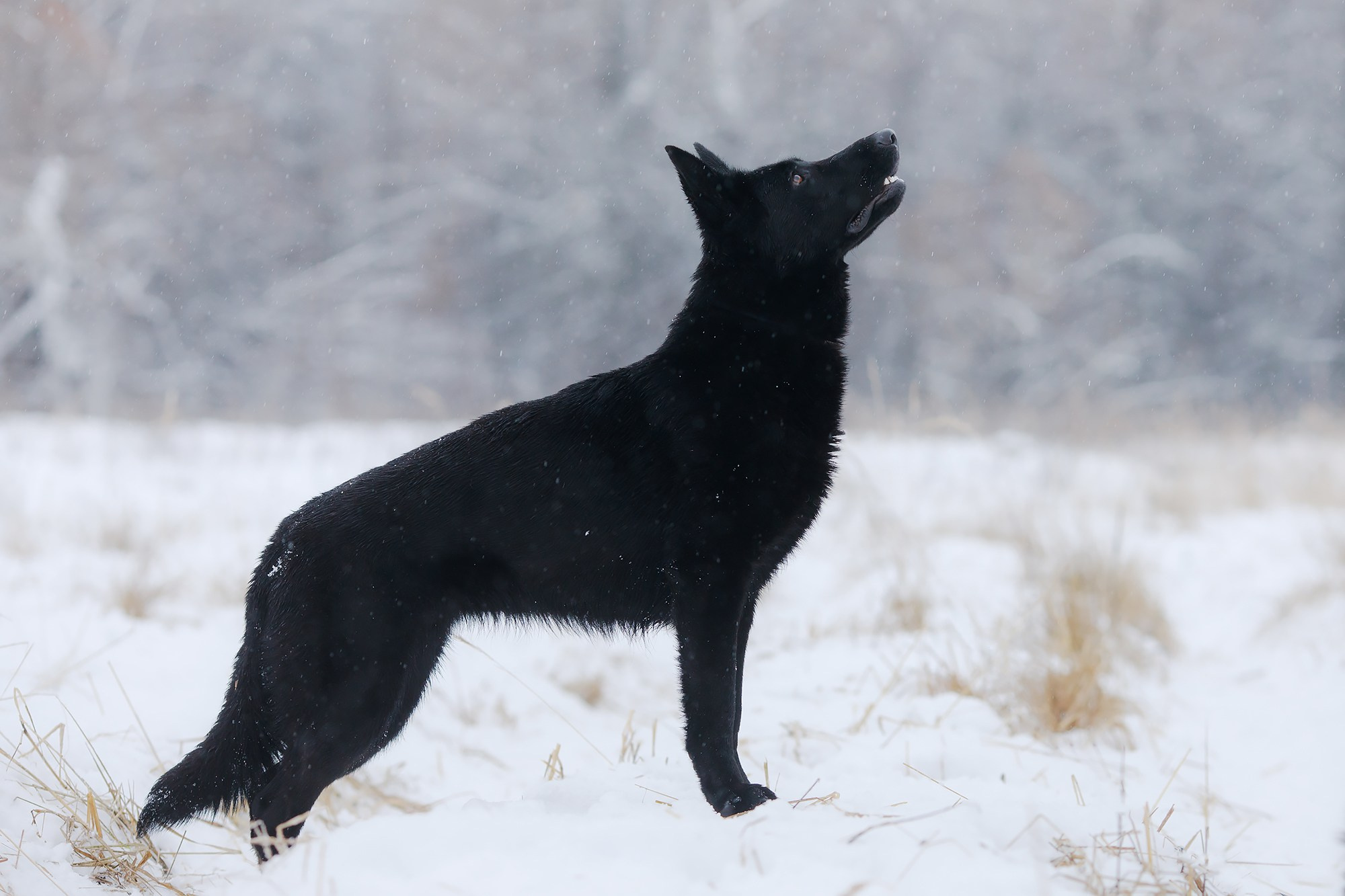 Зимние портреты. Фотограф-анималист Mary Mart — Москва, Питер