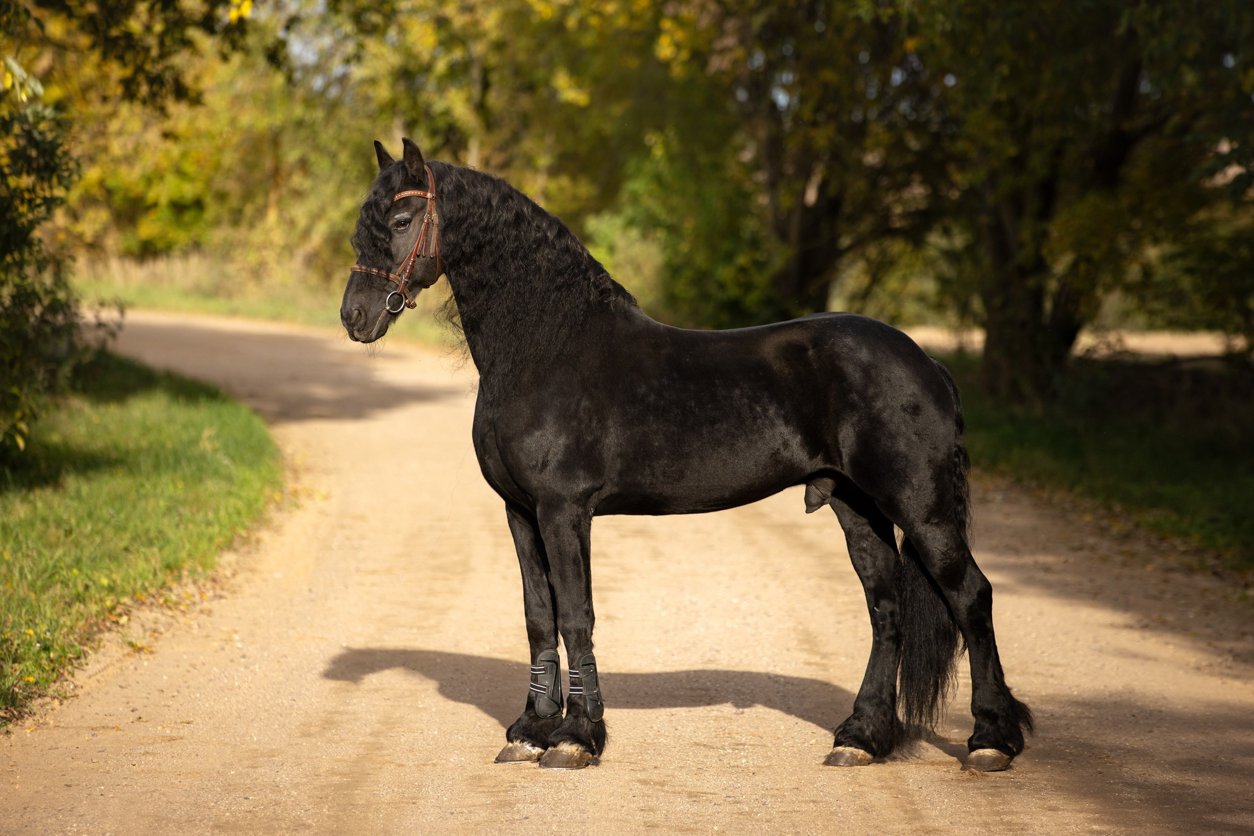 Лошади (разное). ESHE_PHOTO Фотограф в Москве и Московской области