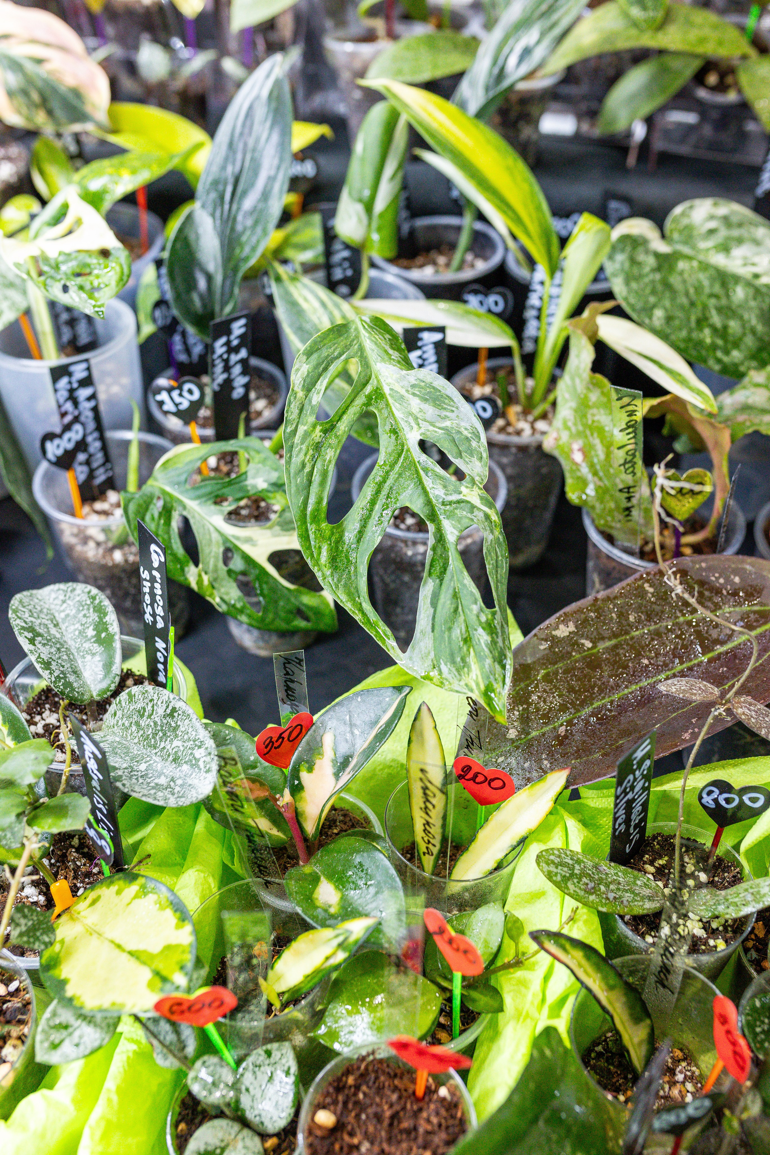 Монстериум апрель 2025. Александра Куликова фотограф, Москва