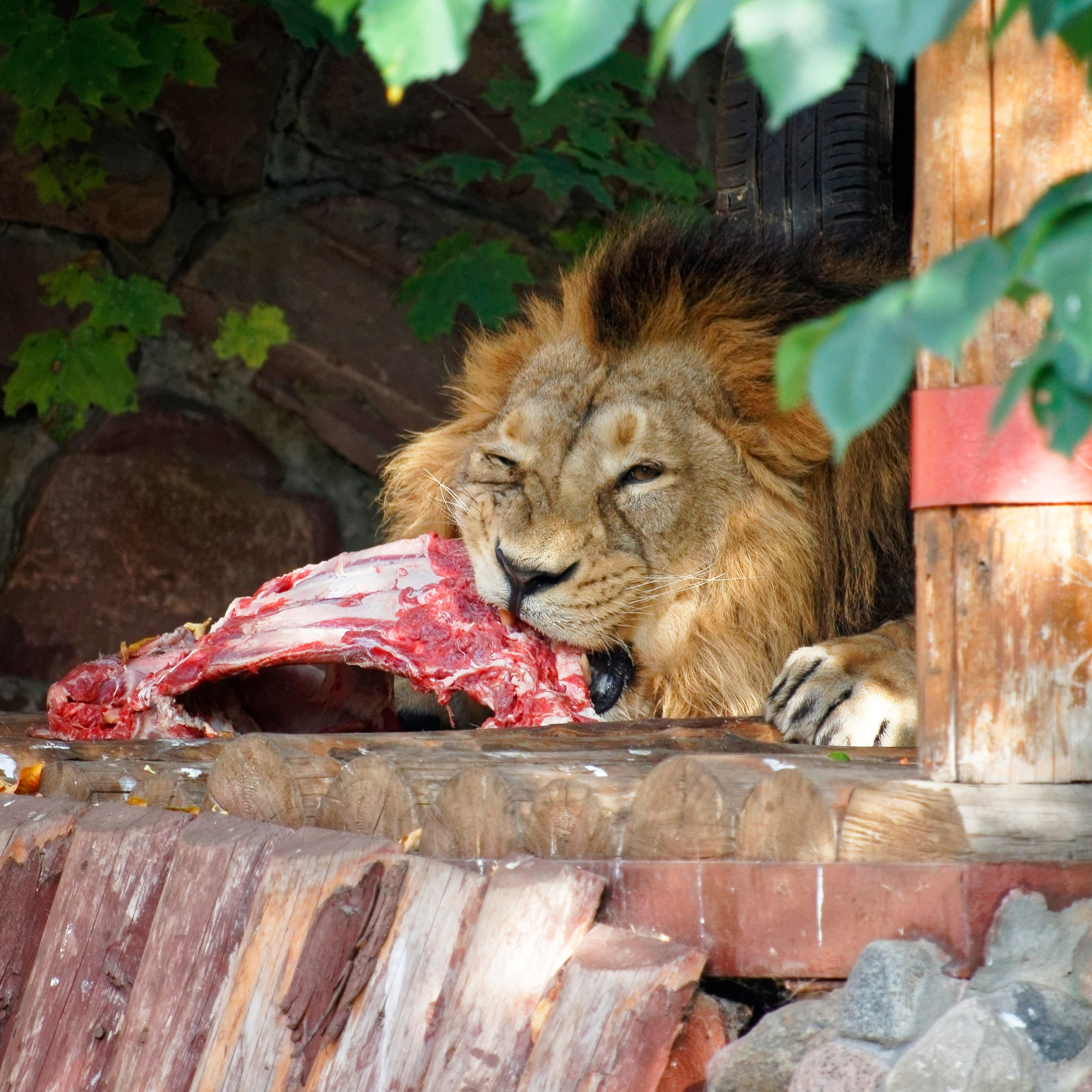МОСКОВСКИЙ ЗООПАРК. Фотограф Владимир Роля