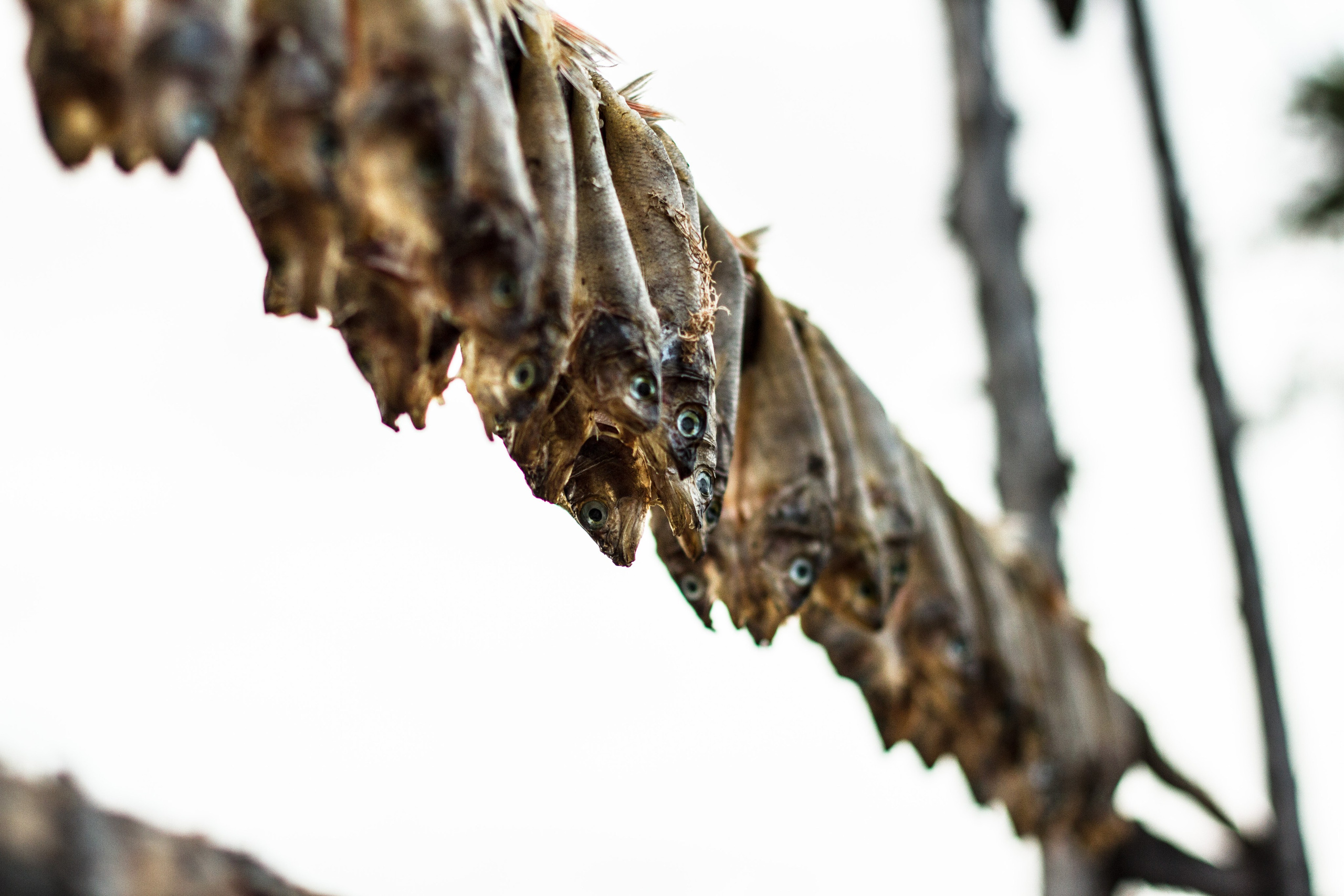 The last protector of Imlor lake. Documentary photographer, film maker and storyteller