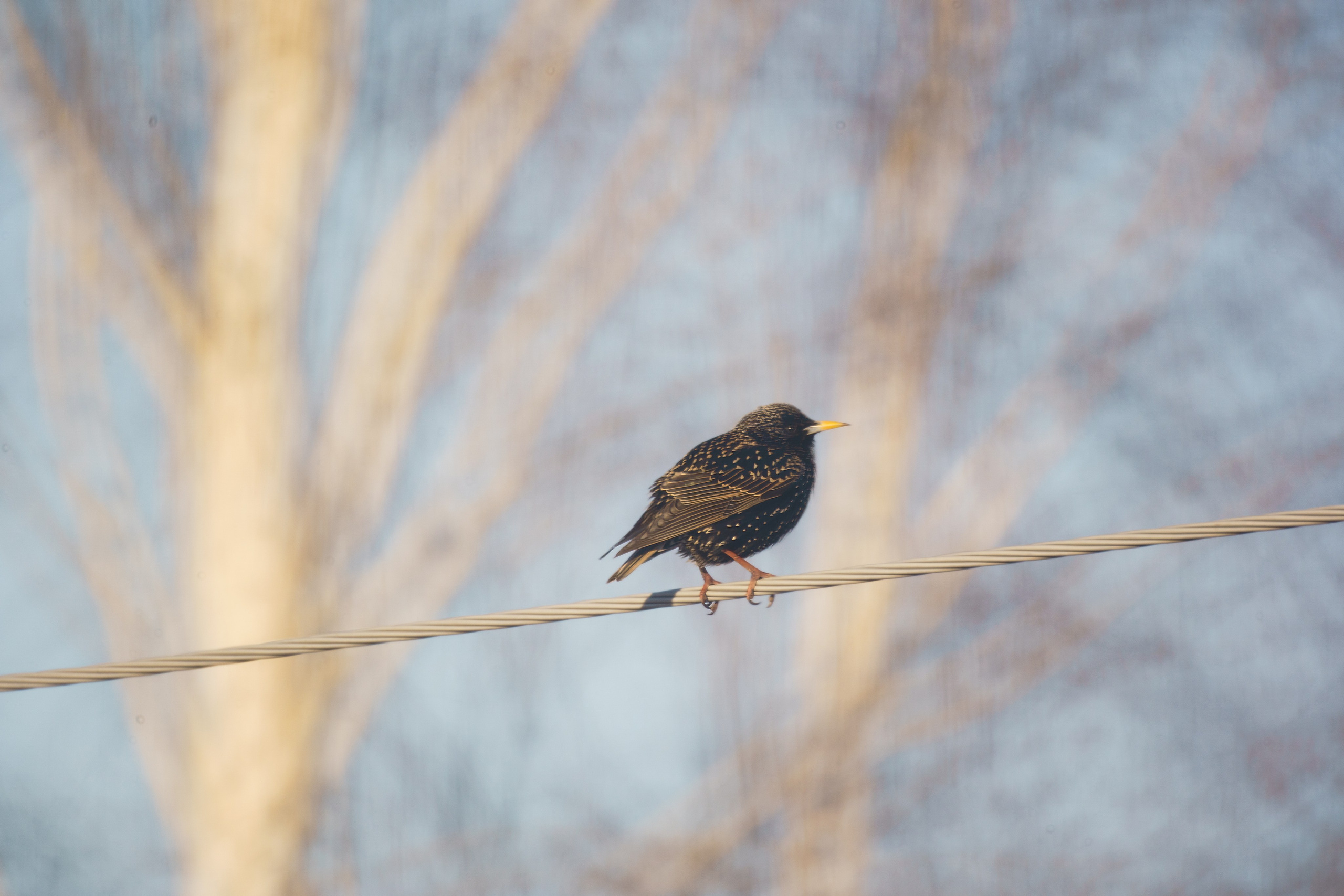 Animals — Животные