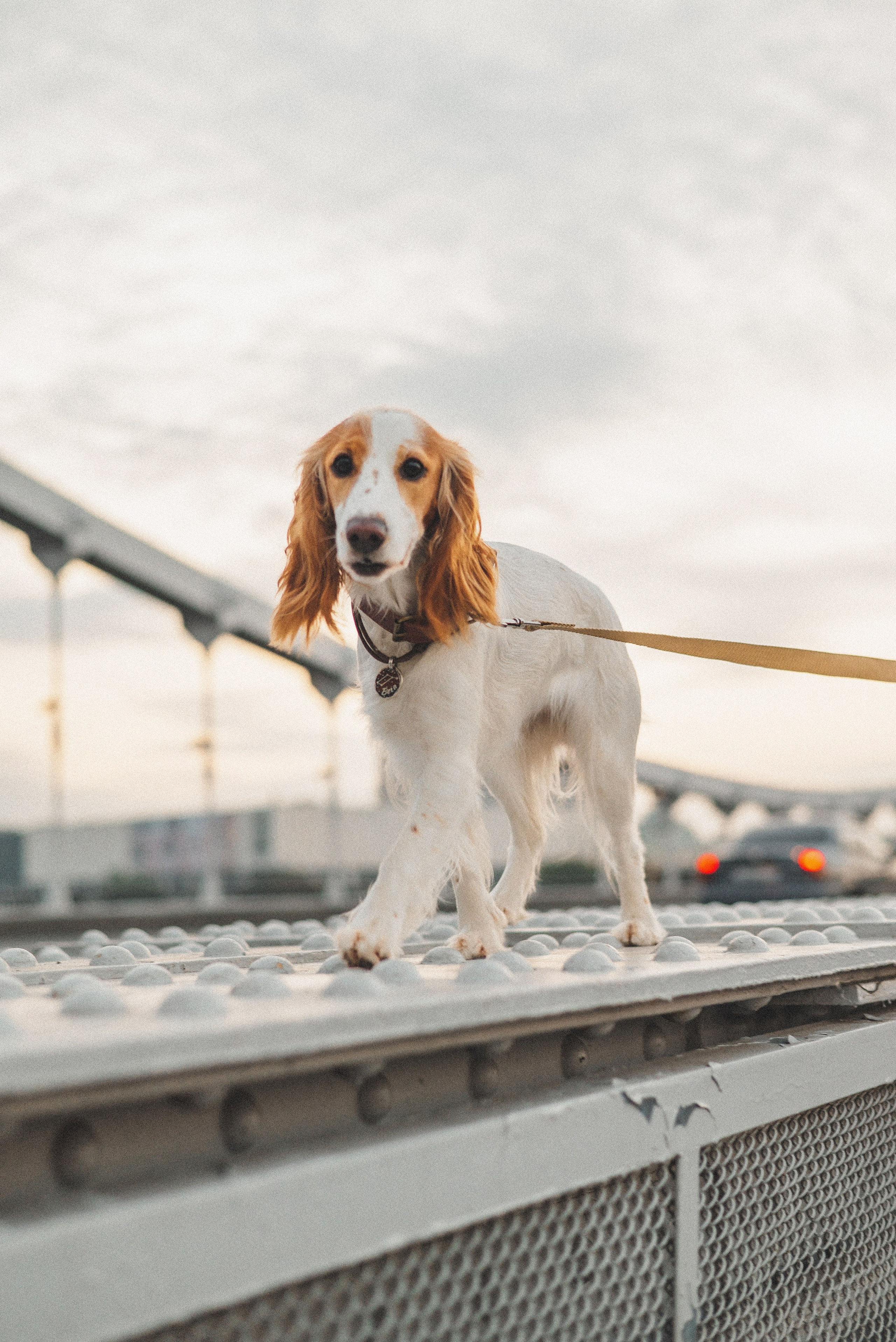 Маша и Вега. Фотограф-анималист Богданова Полина