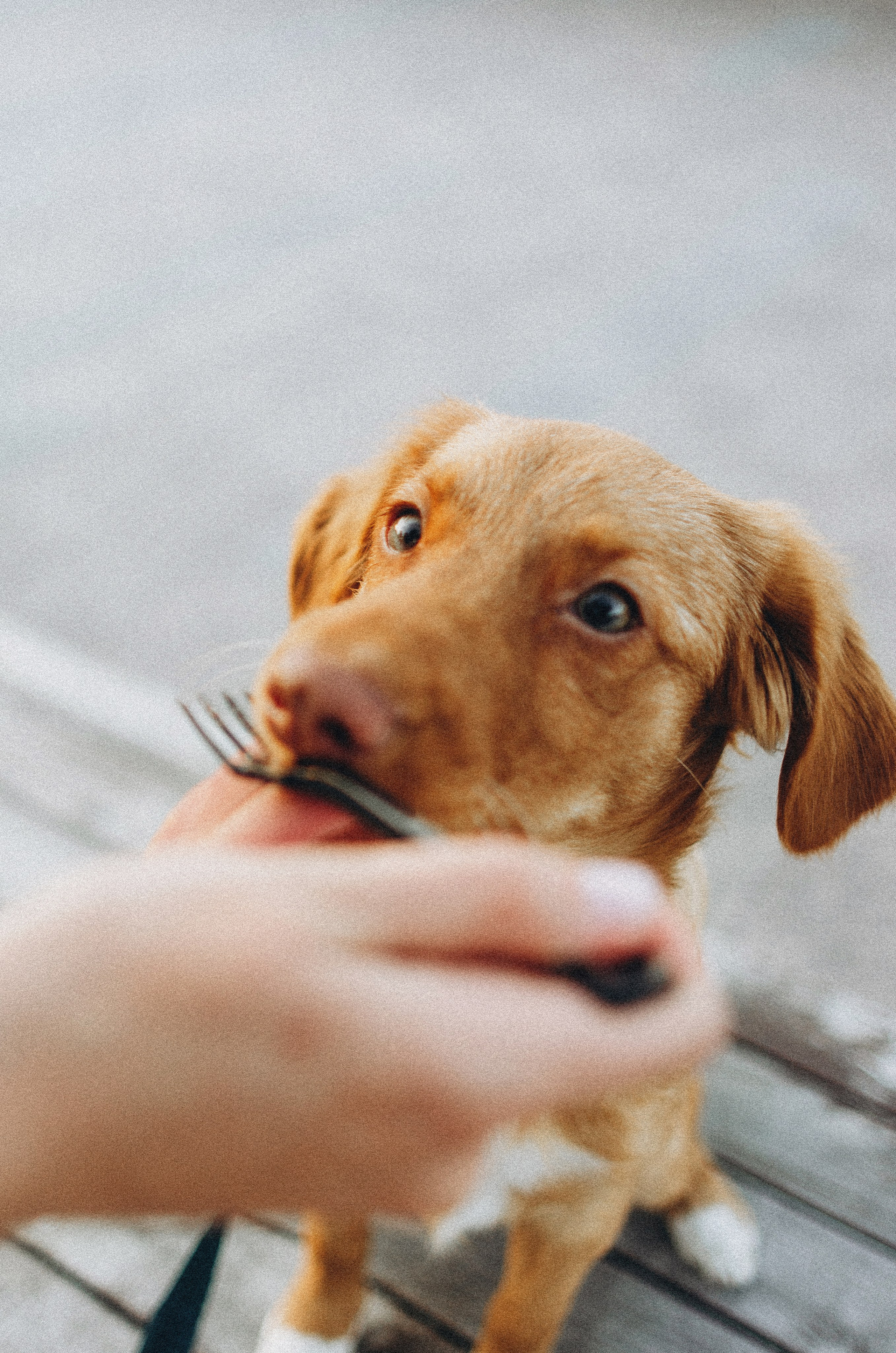 Вика и Хардин. Фотограф-анималист Богданова Полина