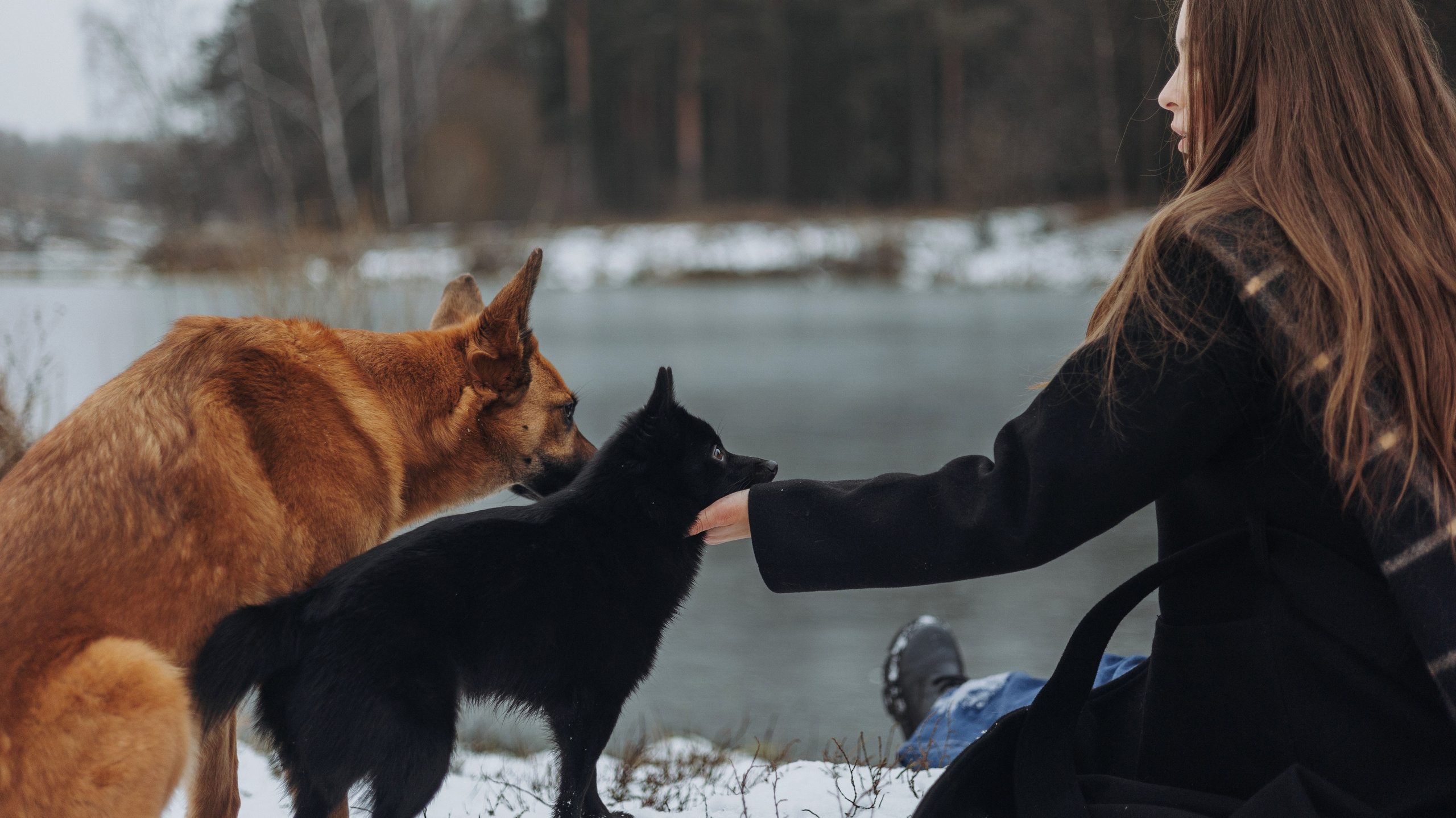 Юля, Лара и Йоми. Фотограф-анималист Богданова Полина
