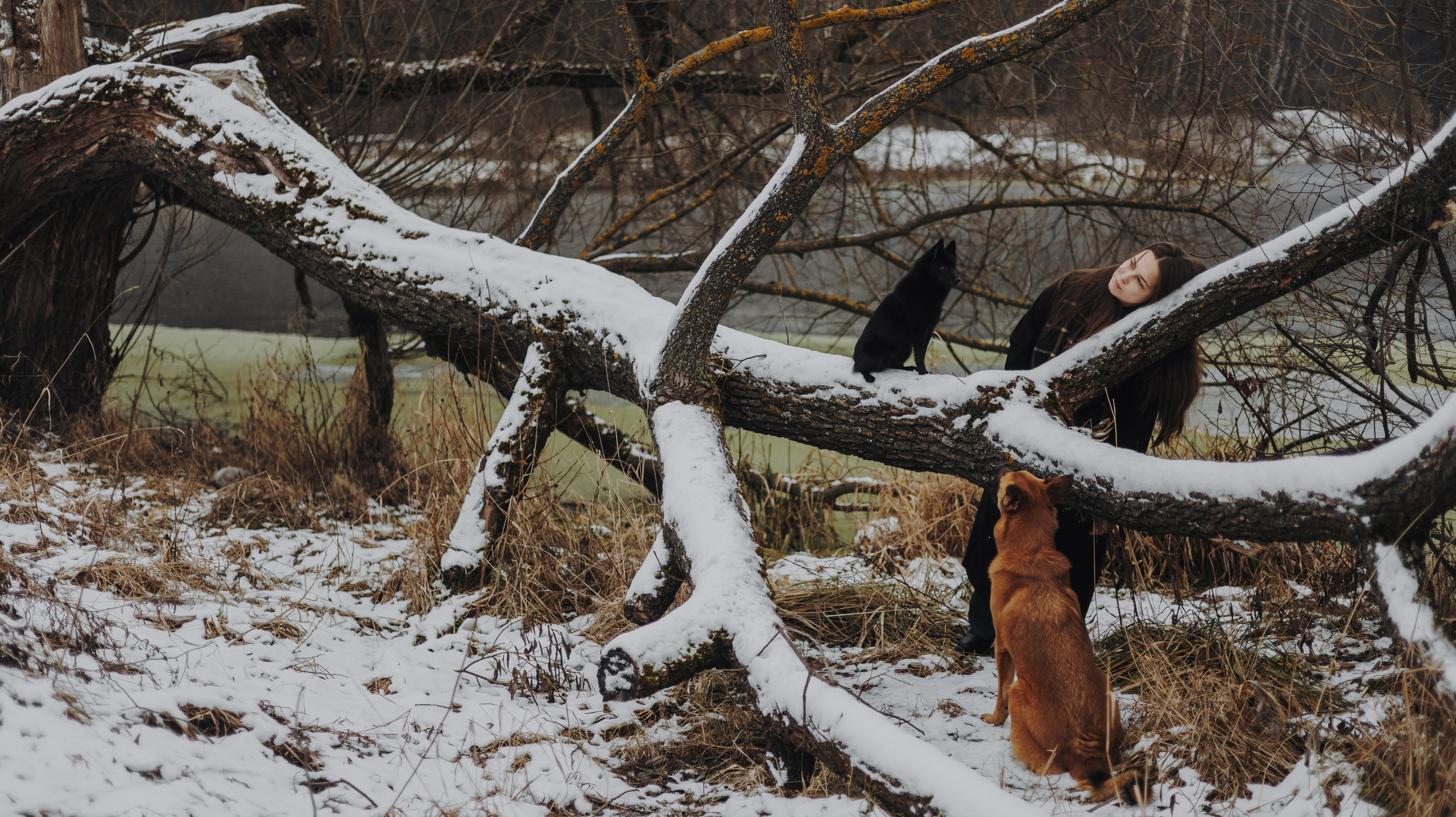 Юля, Лара и Йоми. Фотограф-анималист Богданова Полина