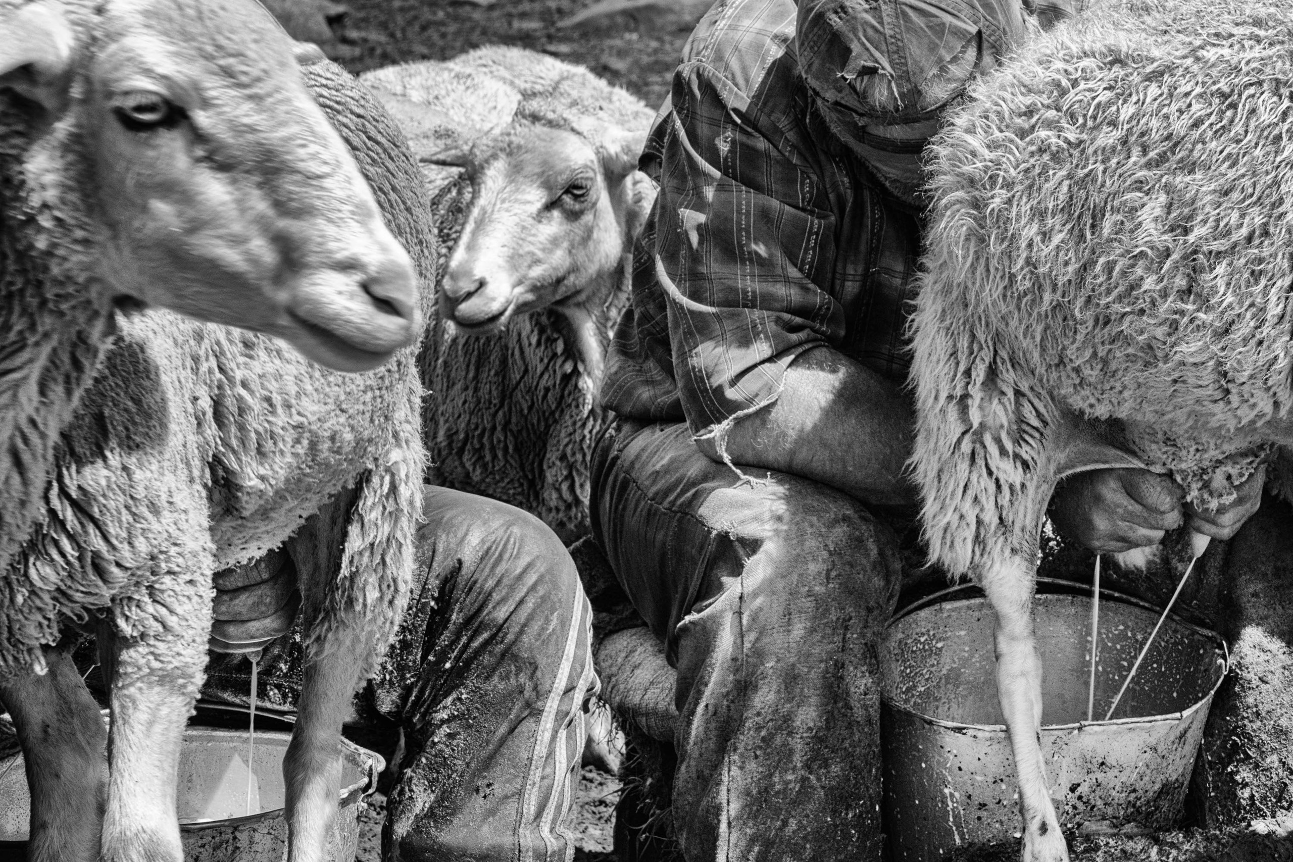 Дойка овец в Тляратинском районе Дагестана. Журналист, фотограф и кинодокументалист Владимир Севриновский