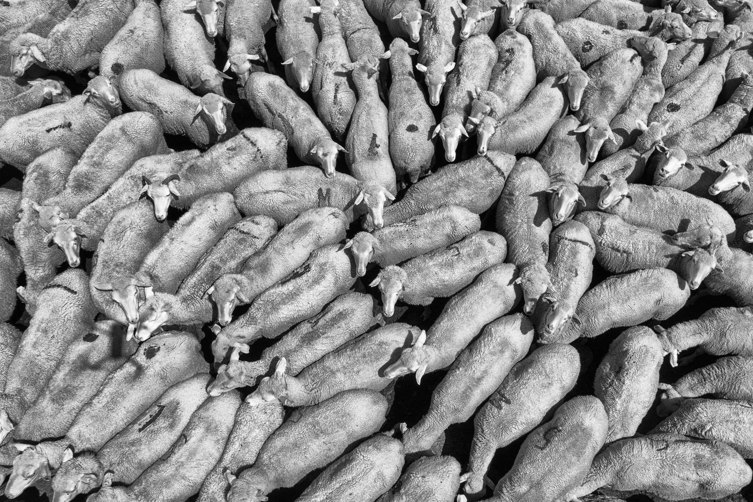 Дойка овец в Тляратинском районе Дагестана. Журналист, фотограф и кинодокументалист Владимир Севриновский