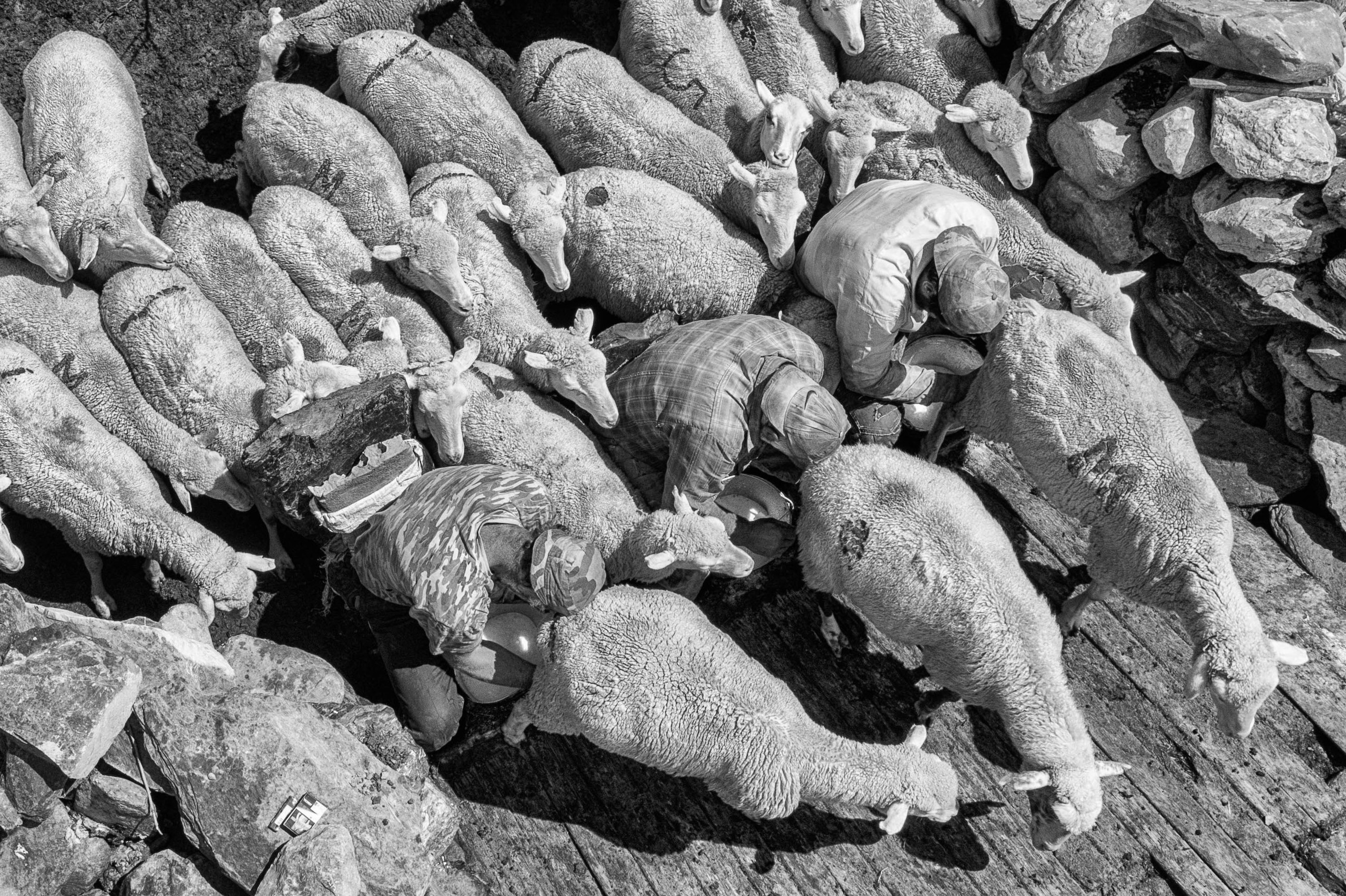 Дойка овец в Тляратинском районе Дагестана. Журналист, фотограф и кинодокументалист Владимир Севриновский