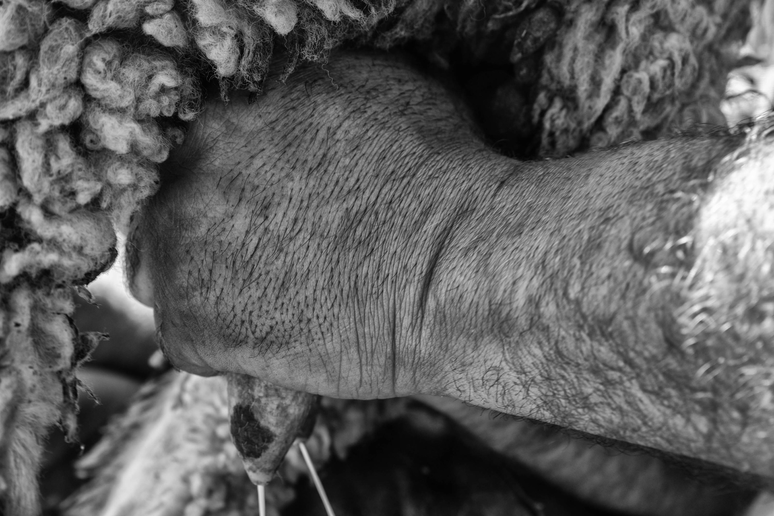 Дойка овец в Тляратинском районе Дагестана. Журналист, фотограф и кинодокументалист Владимир Севриновский