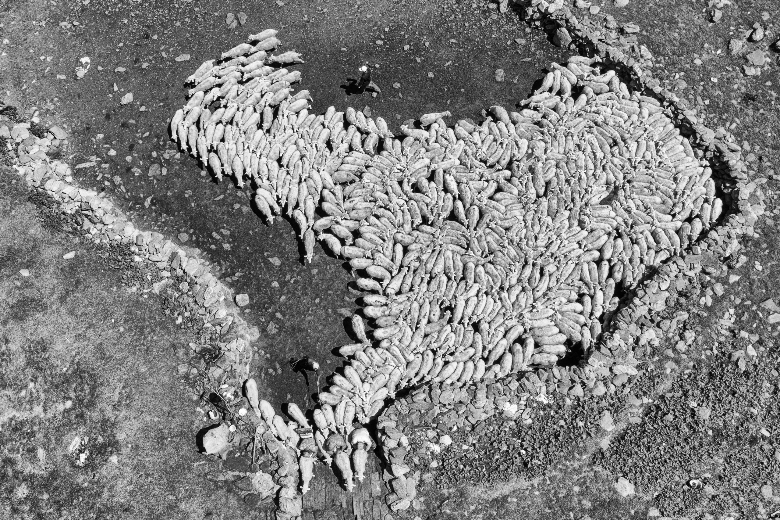 Дойка овец в Тляратинском районе Дагестана. Журналист, фотограф и кинодокументалист Владимир Севриновский