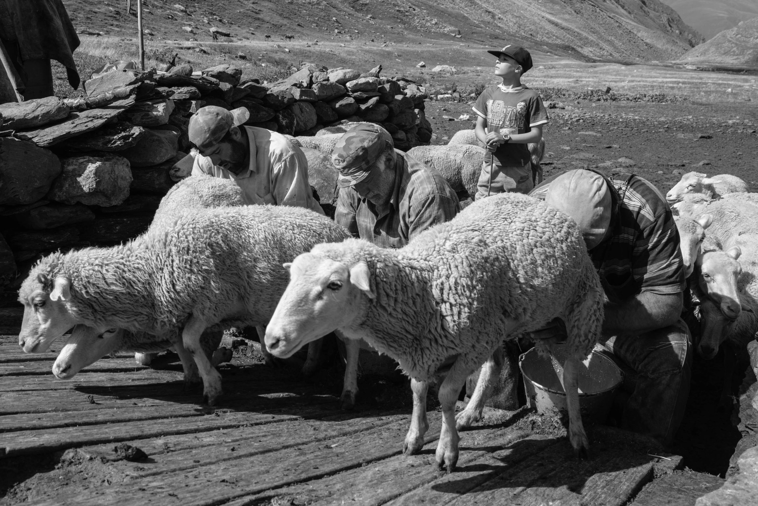 Дойка овец в Тляратинском районе Дагестана. Журналист, фотограф и кинодокументалист Владимир Севриновский