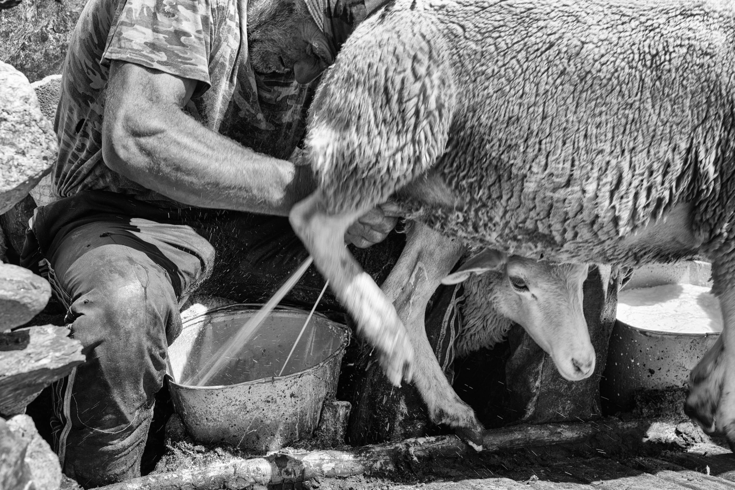 Дойка овец в Тляратинском районе Дагестана. Журналист, фотограф и кинодокументалист Владимир Севриновский