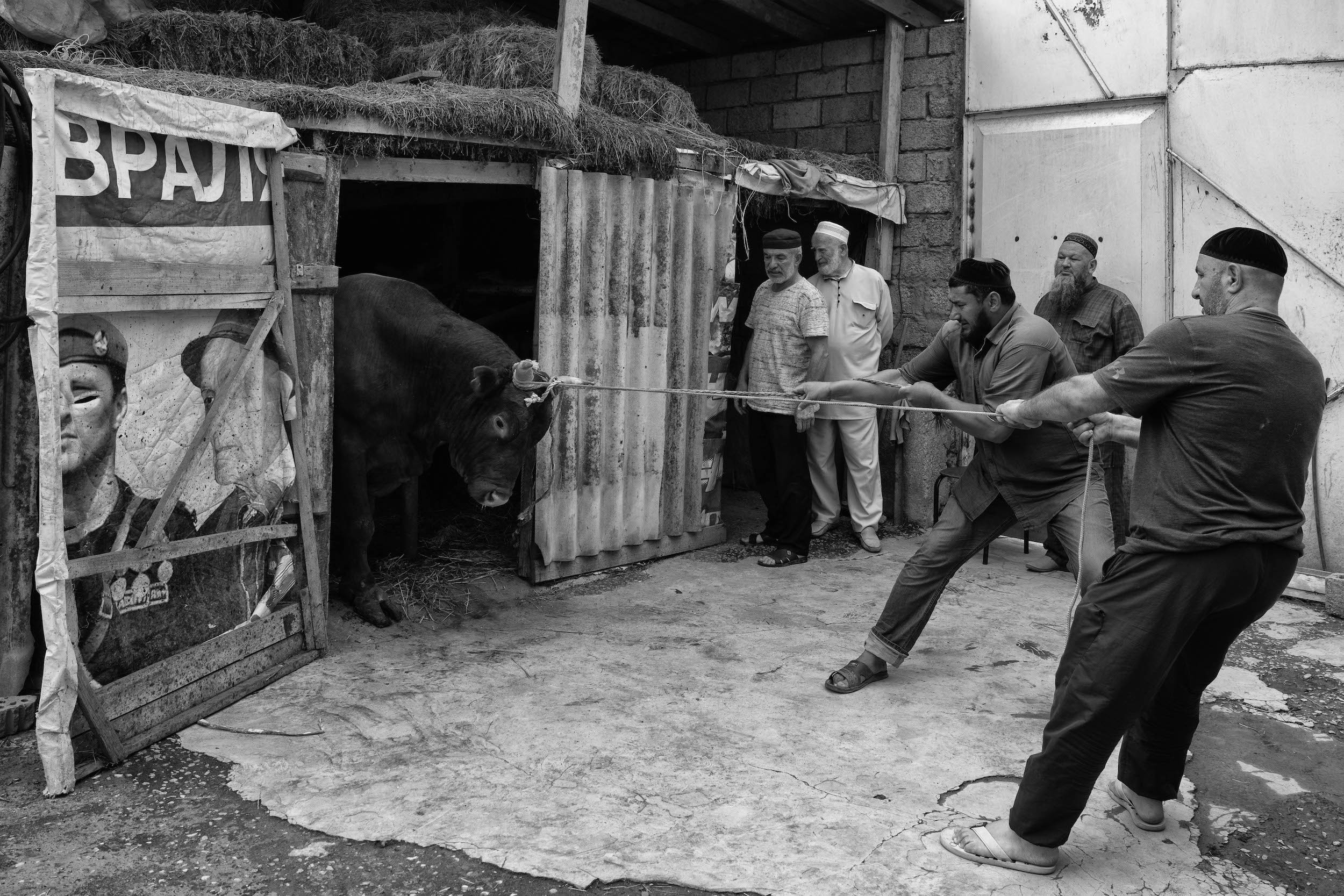 Быка выводят для принесения в жертву на Курбан-Байрам. Дверь хлева сделана из плаката, посвященного Дню российской армии. В этот же день в 1944 году началась депортация чеченцев и ингушей. 