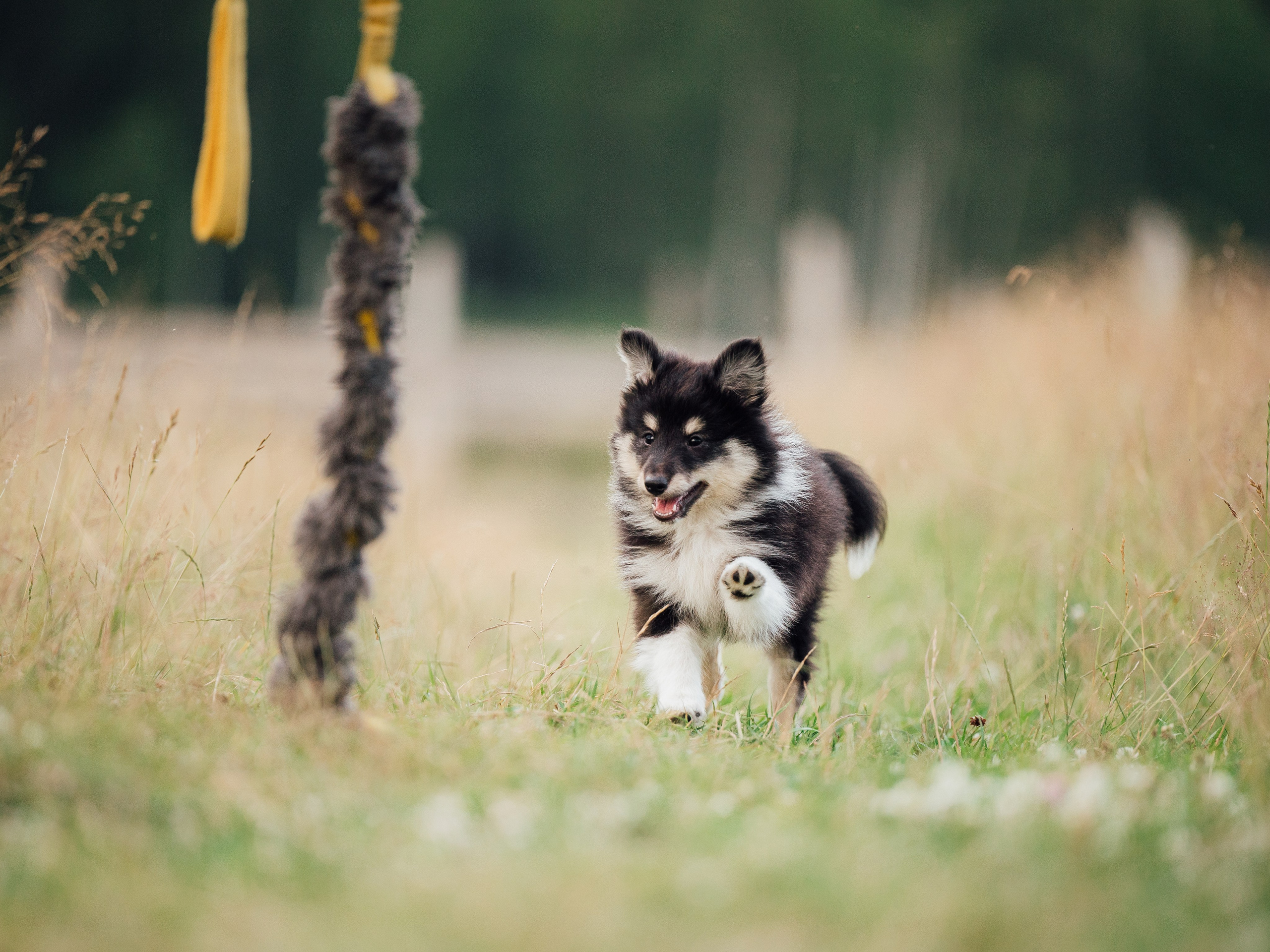 Шелти. Семейный фотограф анималист Ананьева Мария — Москва