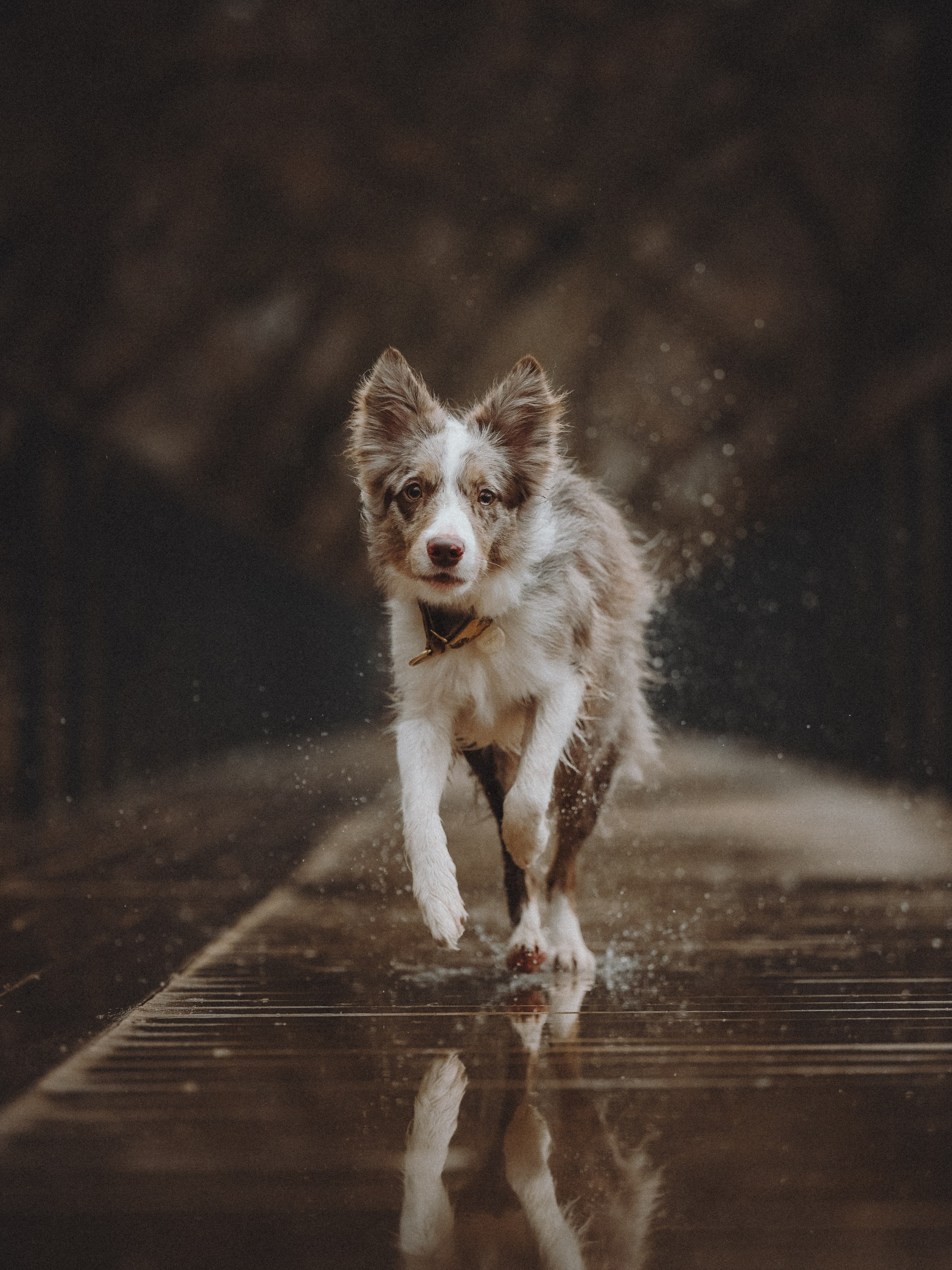 Аня и Дэймон. Семейный фотограф анималист Ананьева Мария — Москва