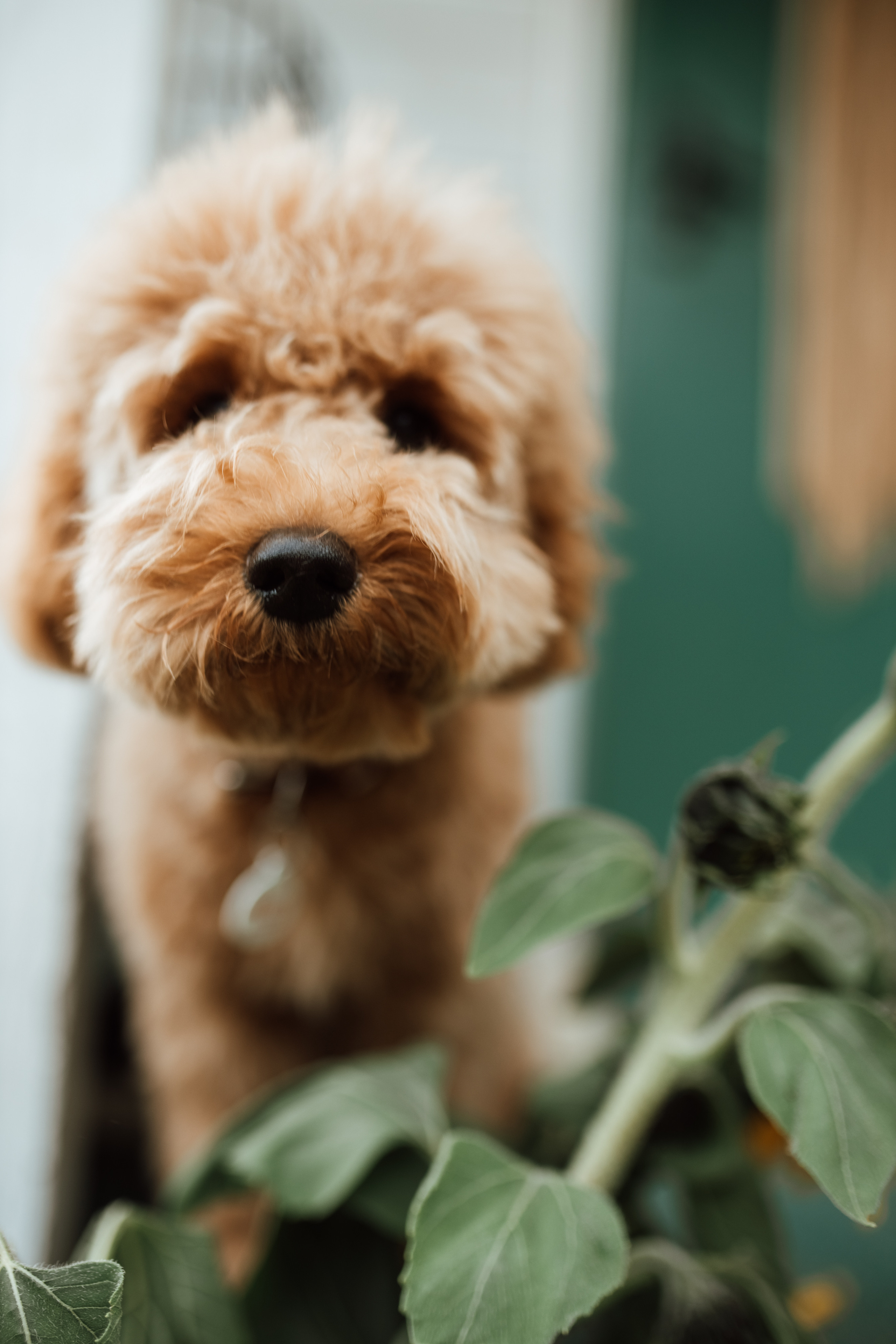 Дима, Саша, Алёна и Макс. Фотограф в Краснодаре Алла Потоцкая