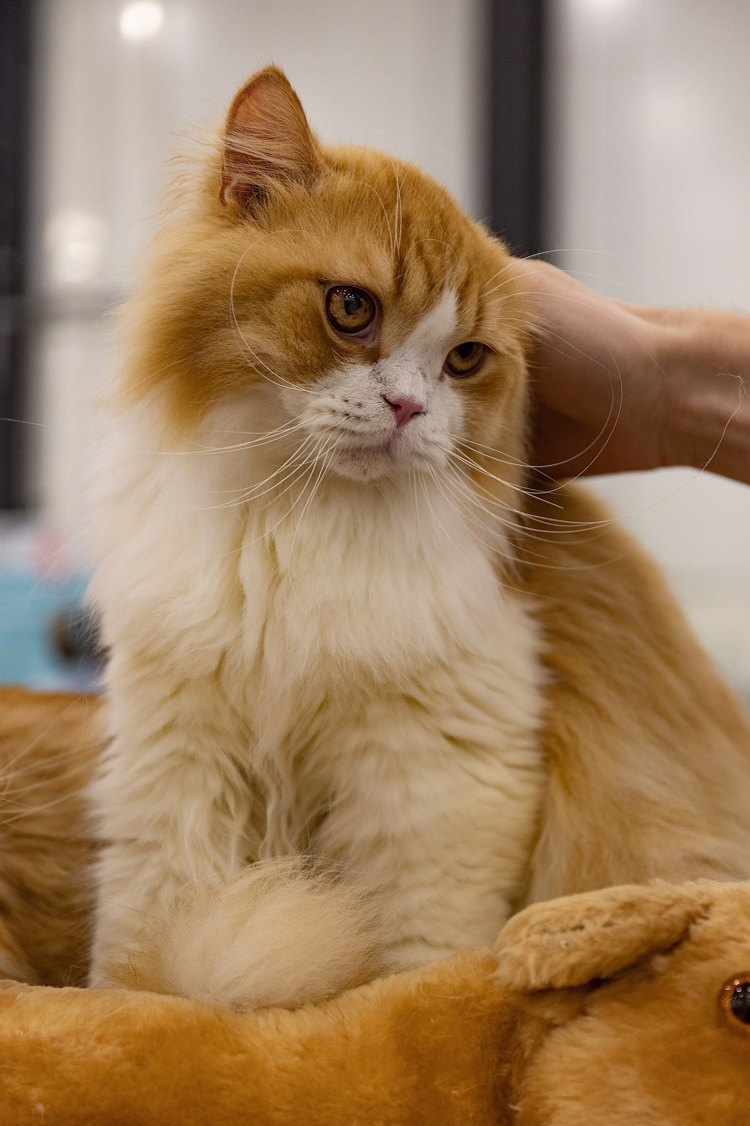 Анималистика