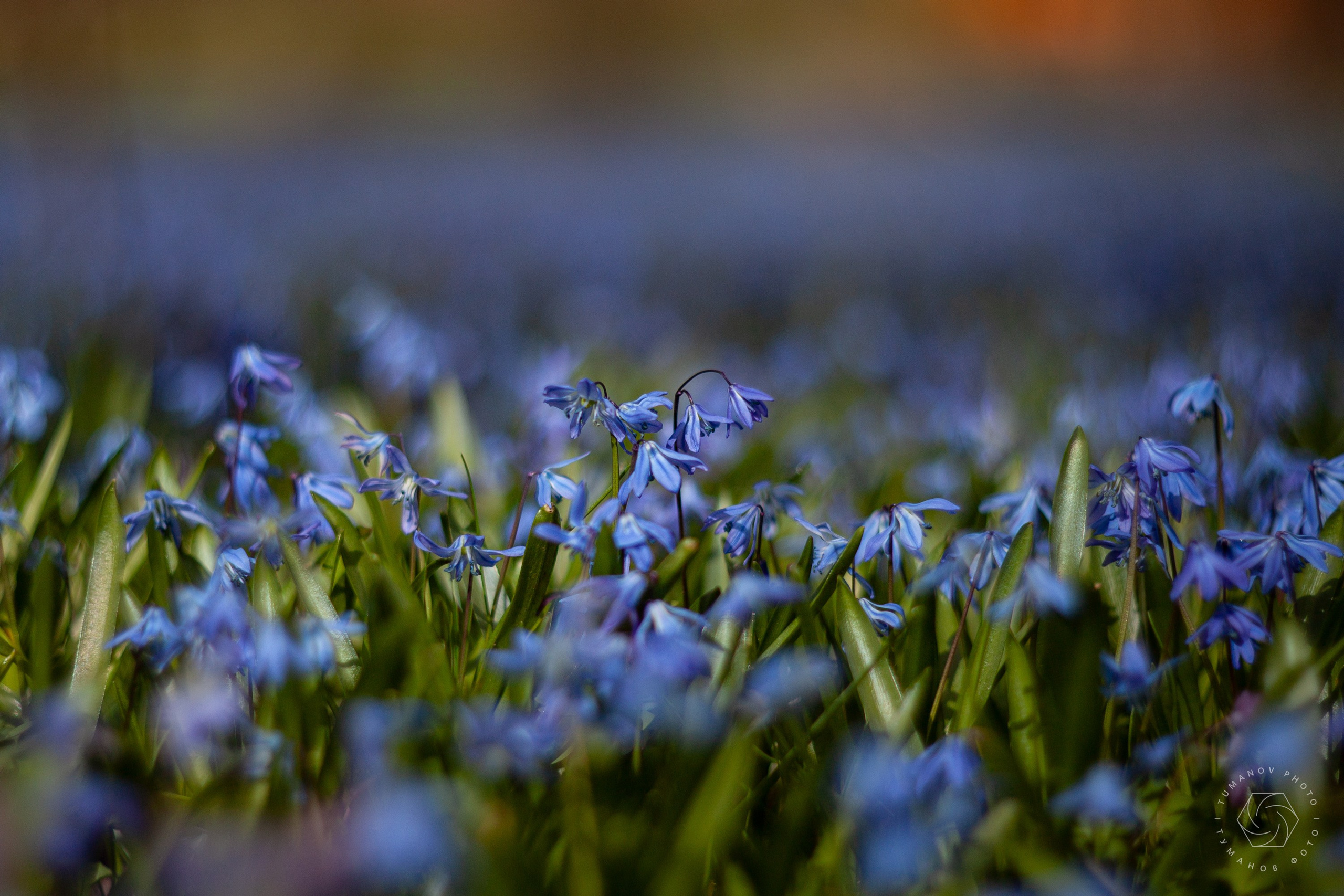 Усадьба Л. Н. Толстого в Хамовниках. Туманов Виталий — фотограф Москва