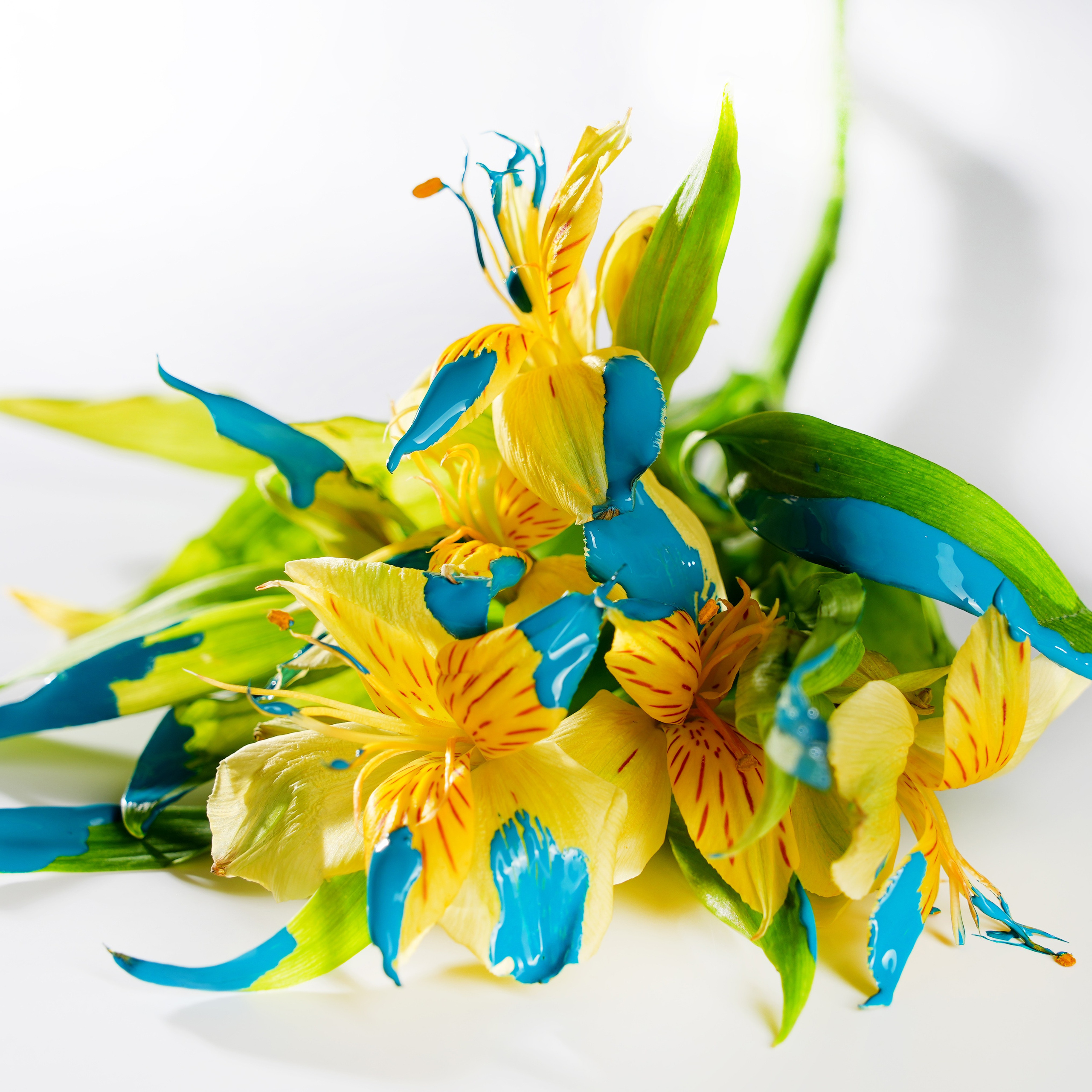 Предметная фотосъёмка. Фотограф, видеооператор Нина Коршунова