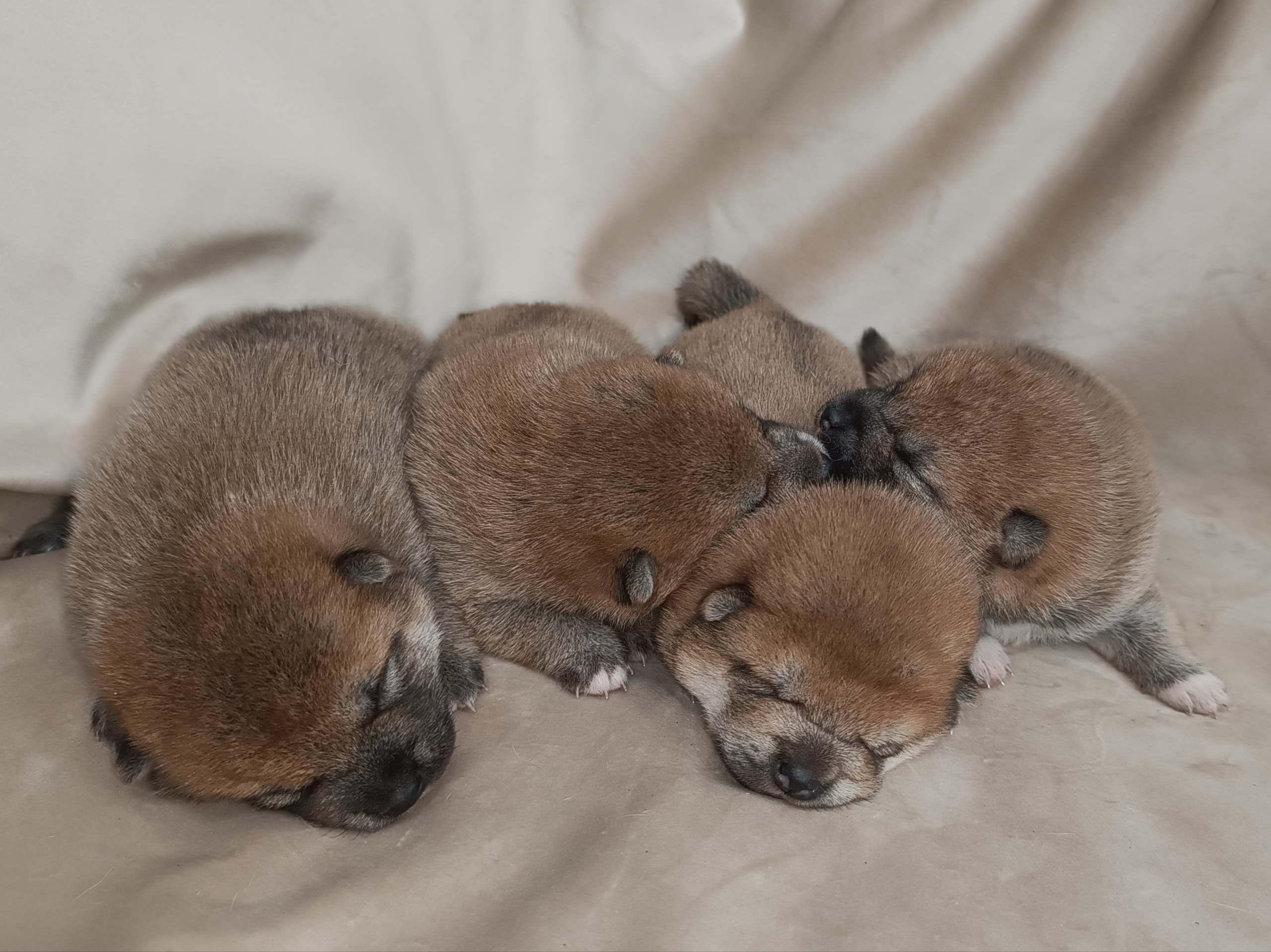 сиба питомник Рубилайт щенки на продажу rubylight  сиба щенки купить СПб Санкт-Петербург 