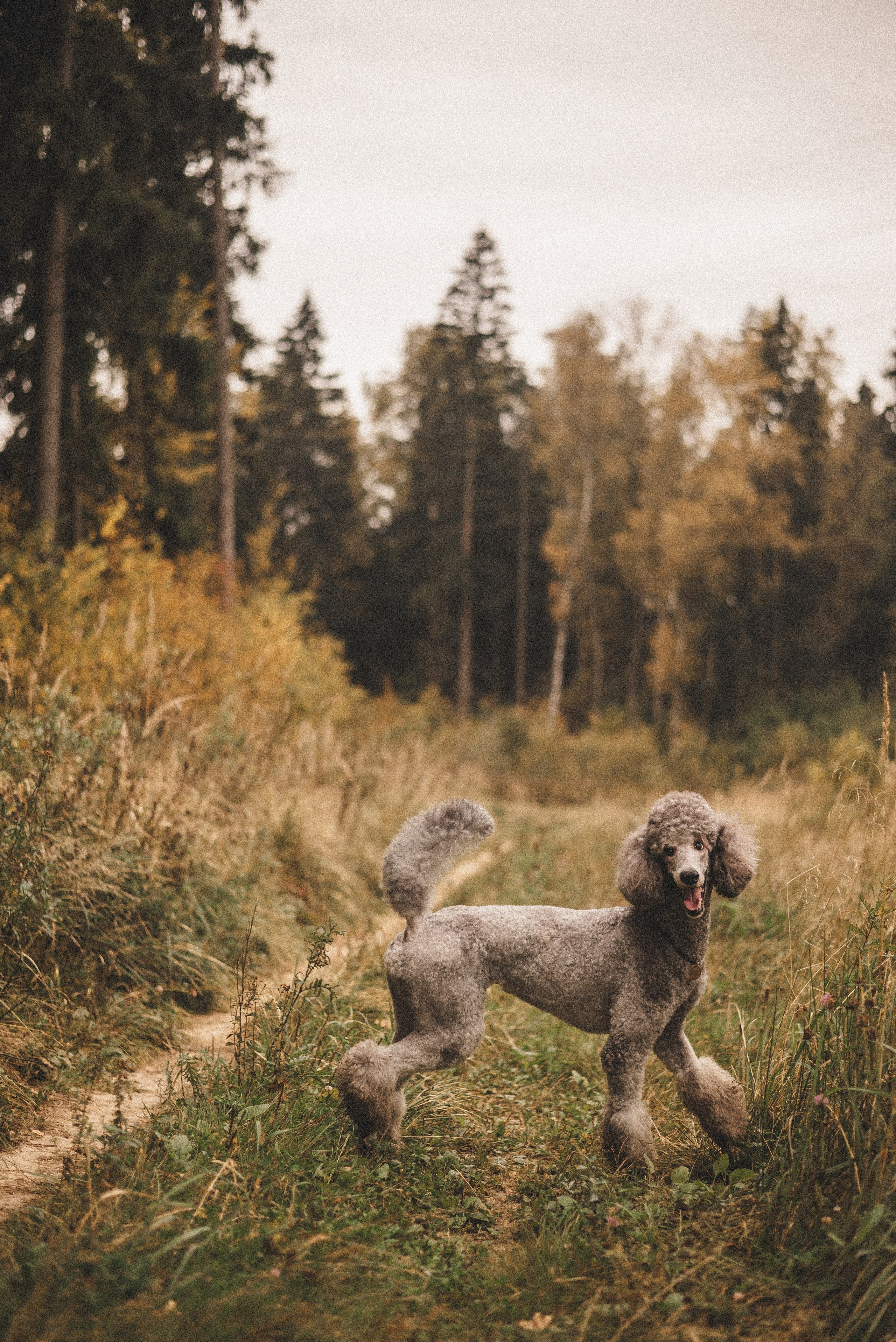 Алёна и Смоки. Фотограф-анималист Богданова Полина
