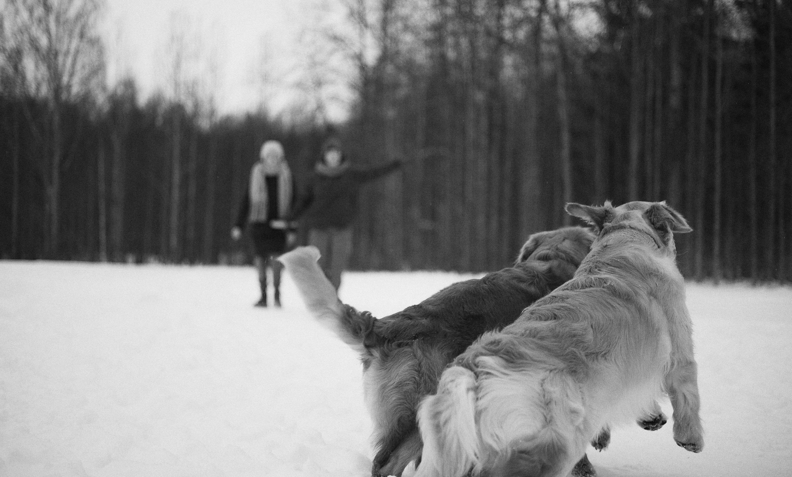 Саша, Юля, Грэй и Джой. Фотограф-анималист Богданова Полина