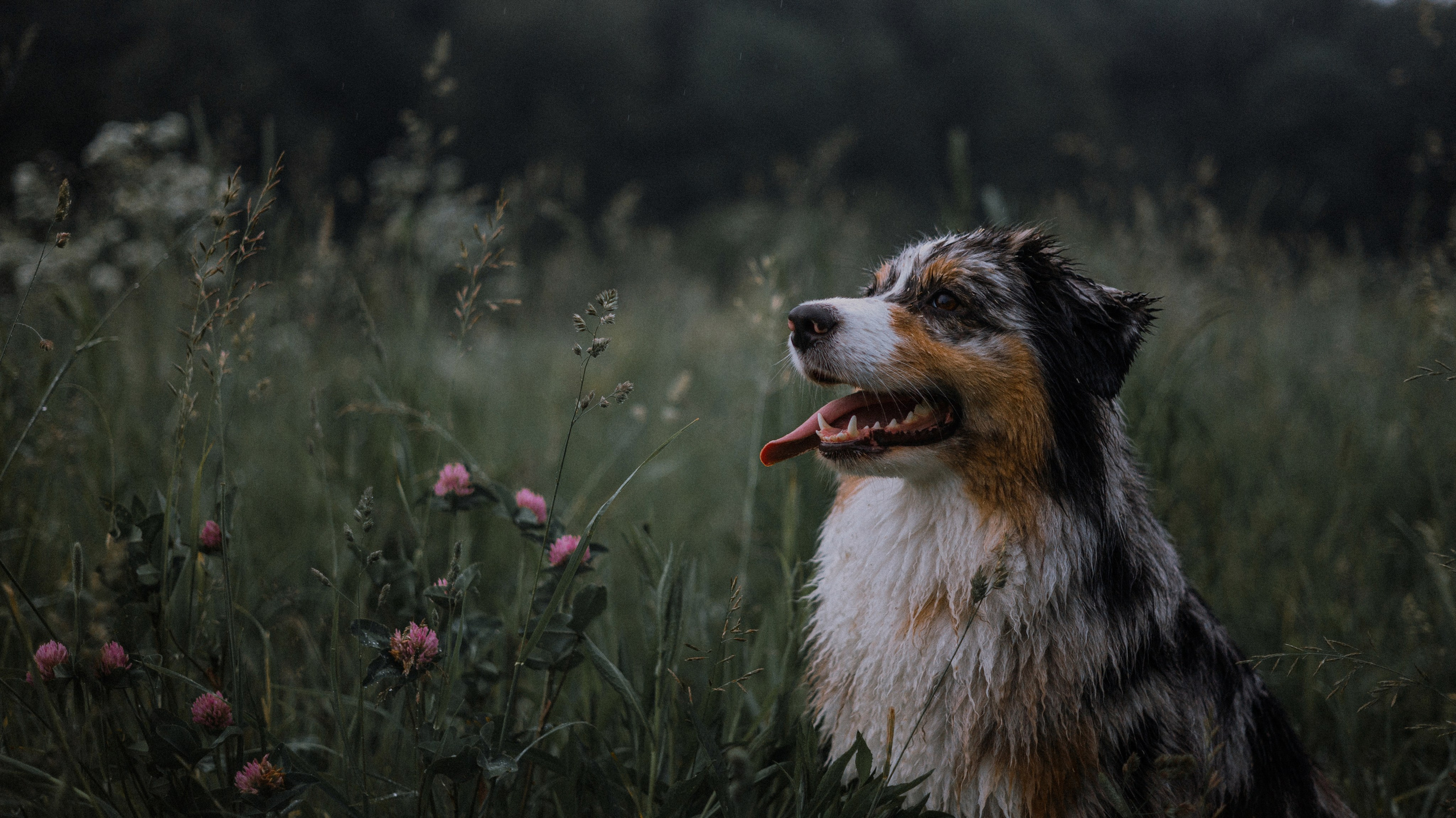 Маша и Долли. Фотограф-анималист Богданова Полина