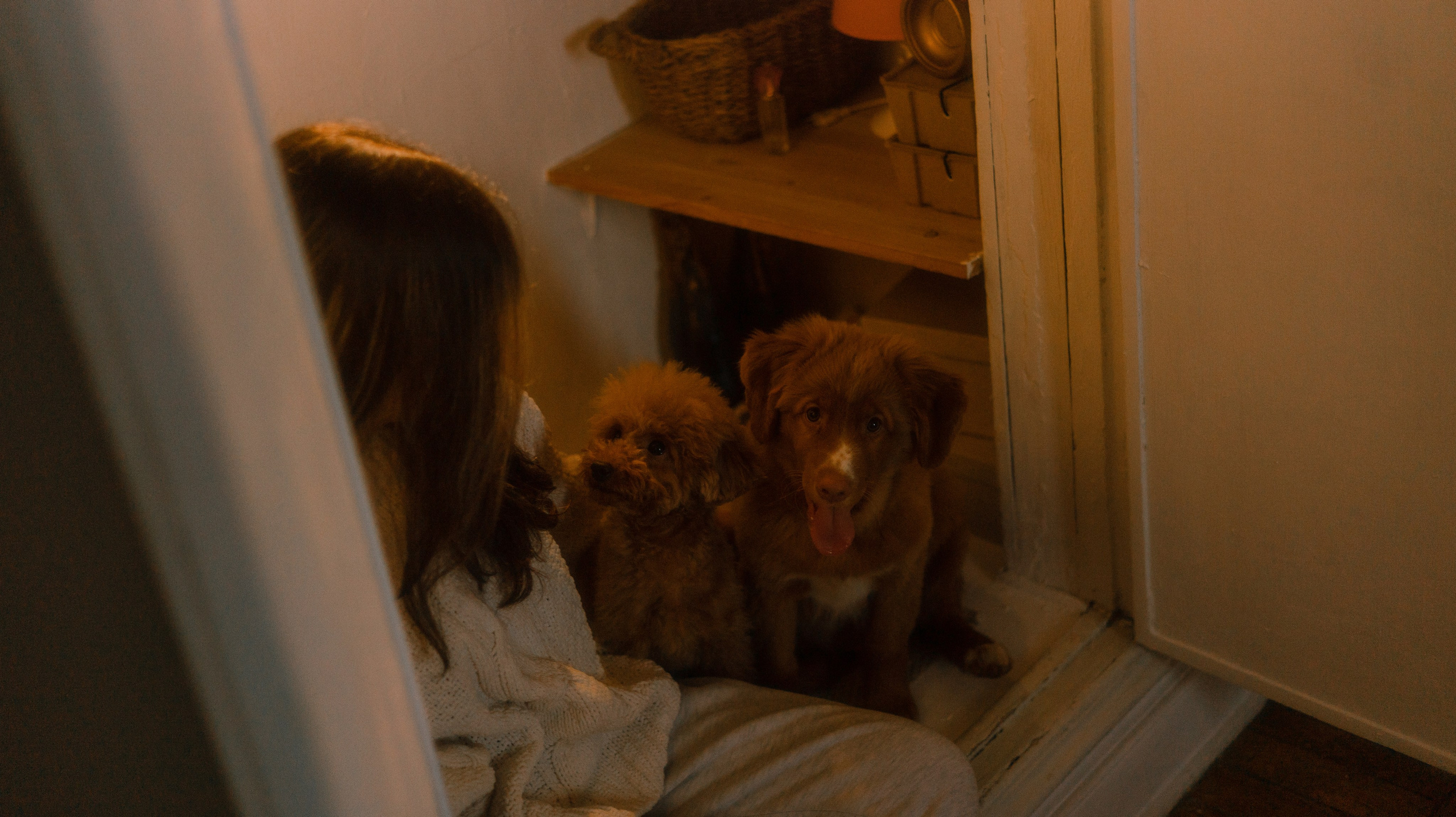 Маша, Одди и Нэвил. Фотограф-анималист Богданова Полина