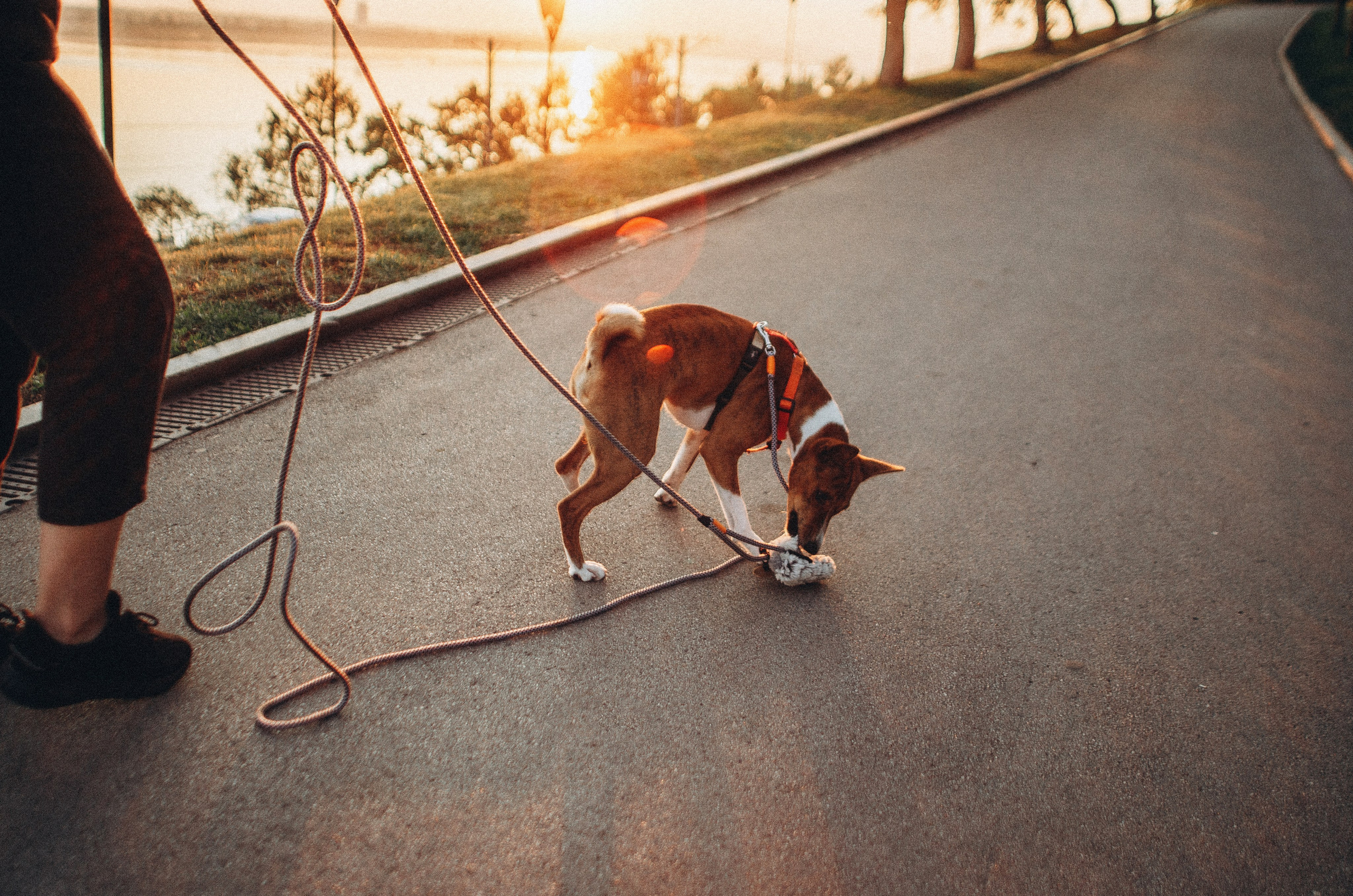 Снежана и Мэнни. Фотограф-анималист Богданова Полина