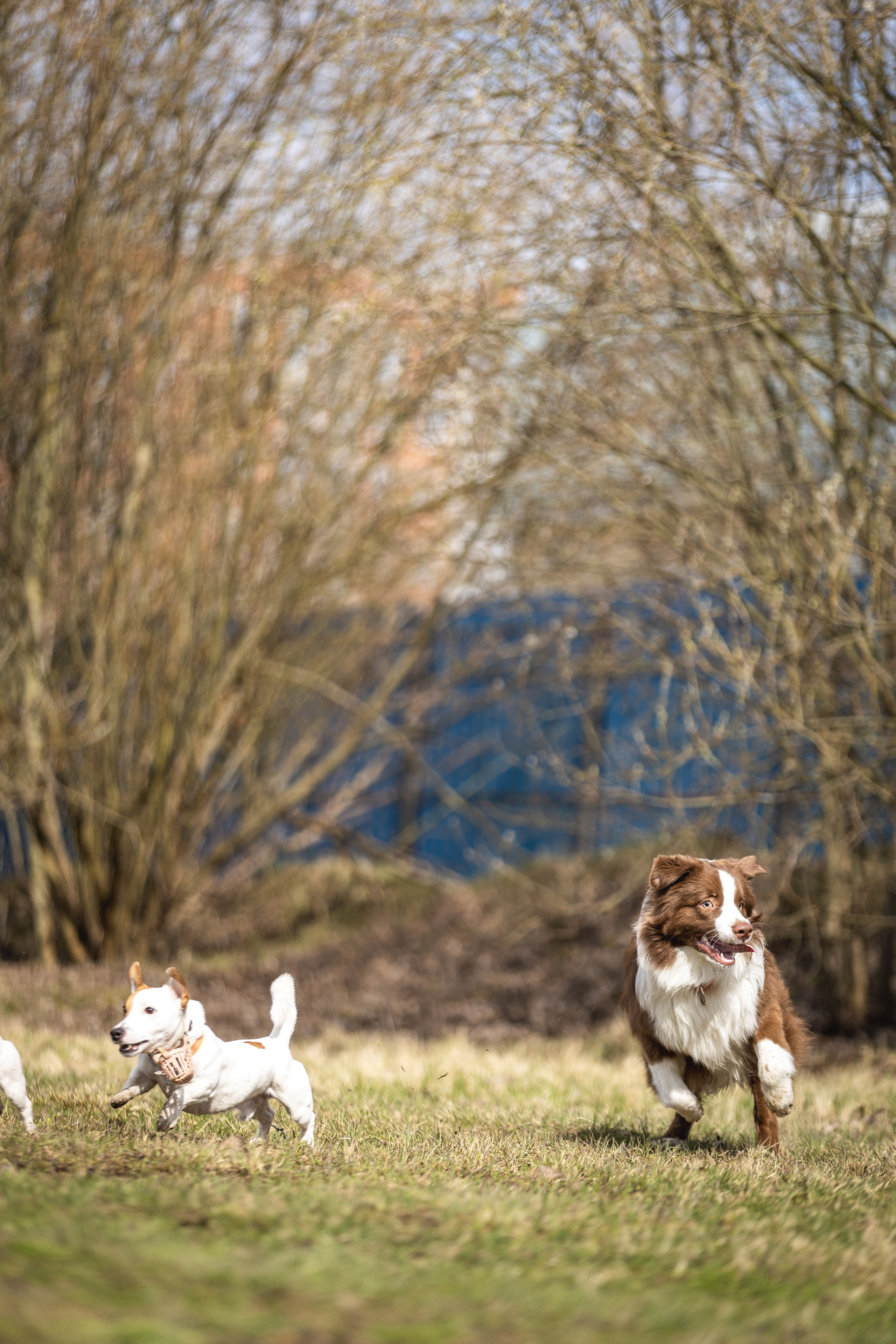 Догтуса 24.03.2024. Ирина Голомб|Фотограф-анималист в  Сочи и Калининграде