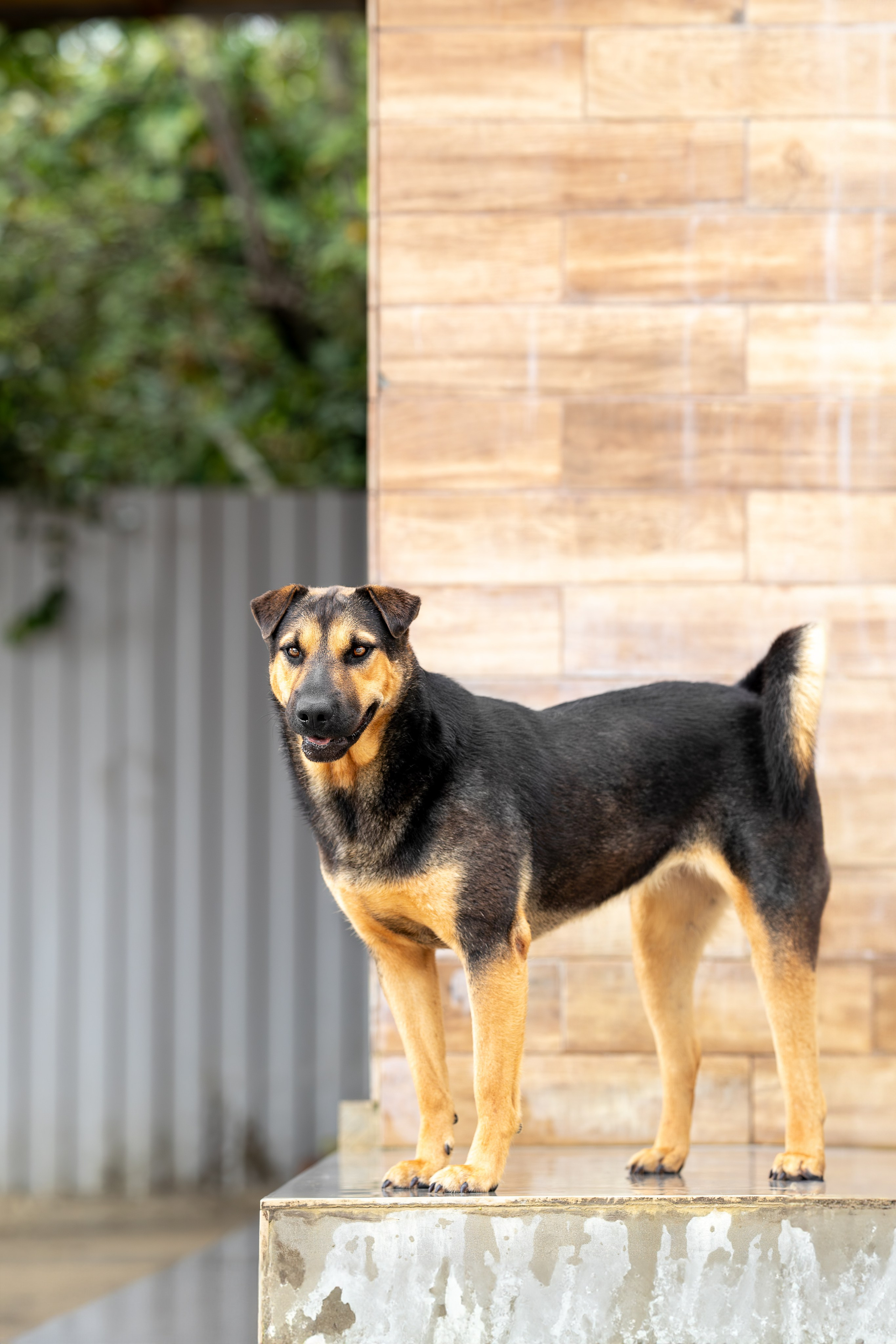 Мини-приют «Возрождение». Ирина Голомб|Фотограф-анималист в  Сочи и Калининграде