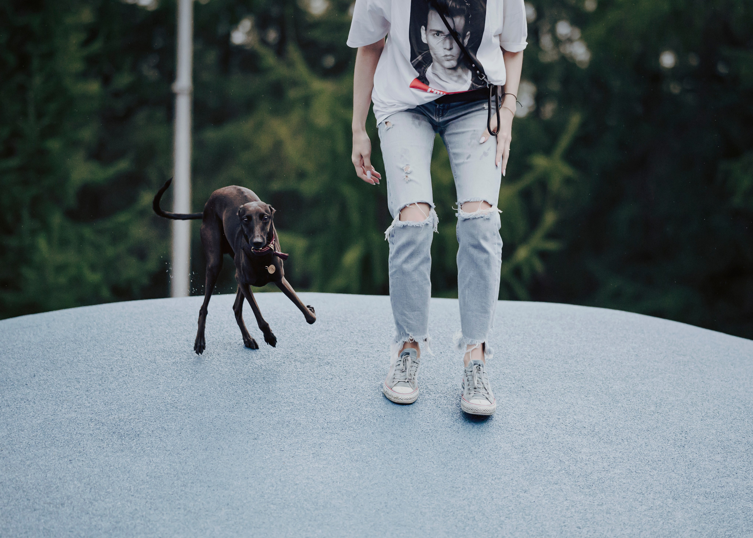 Дофи. Фотограф- анималист Александра Матвеева