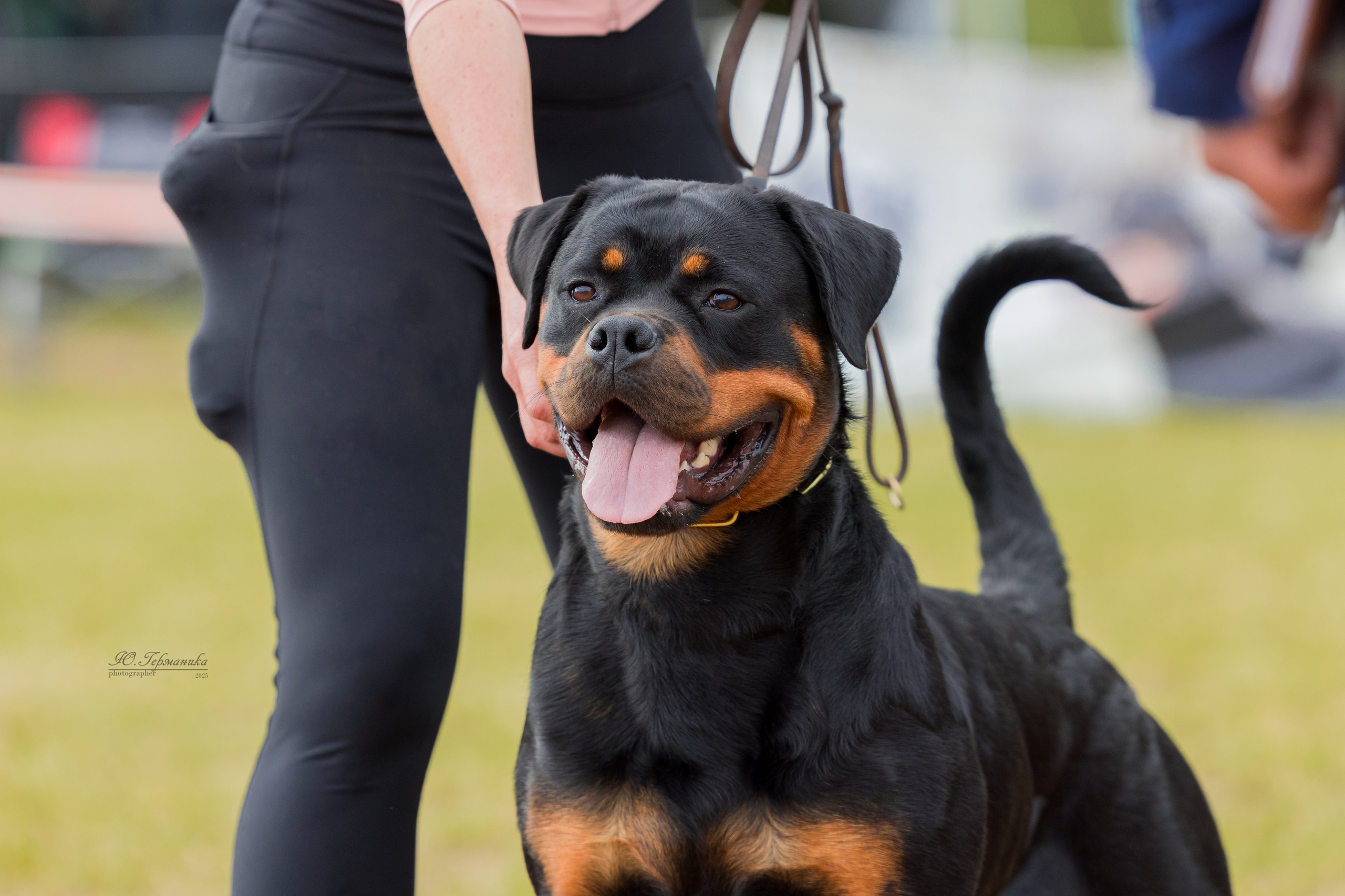 Тверь ротвейлеры 5-6.07.2025. Фотограф-анималист Юлия Германика