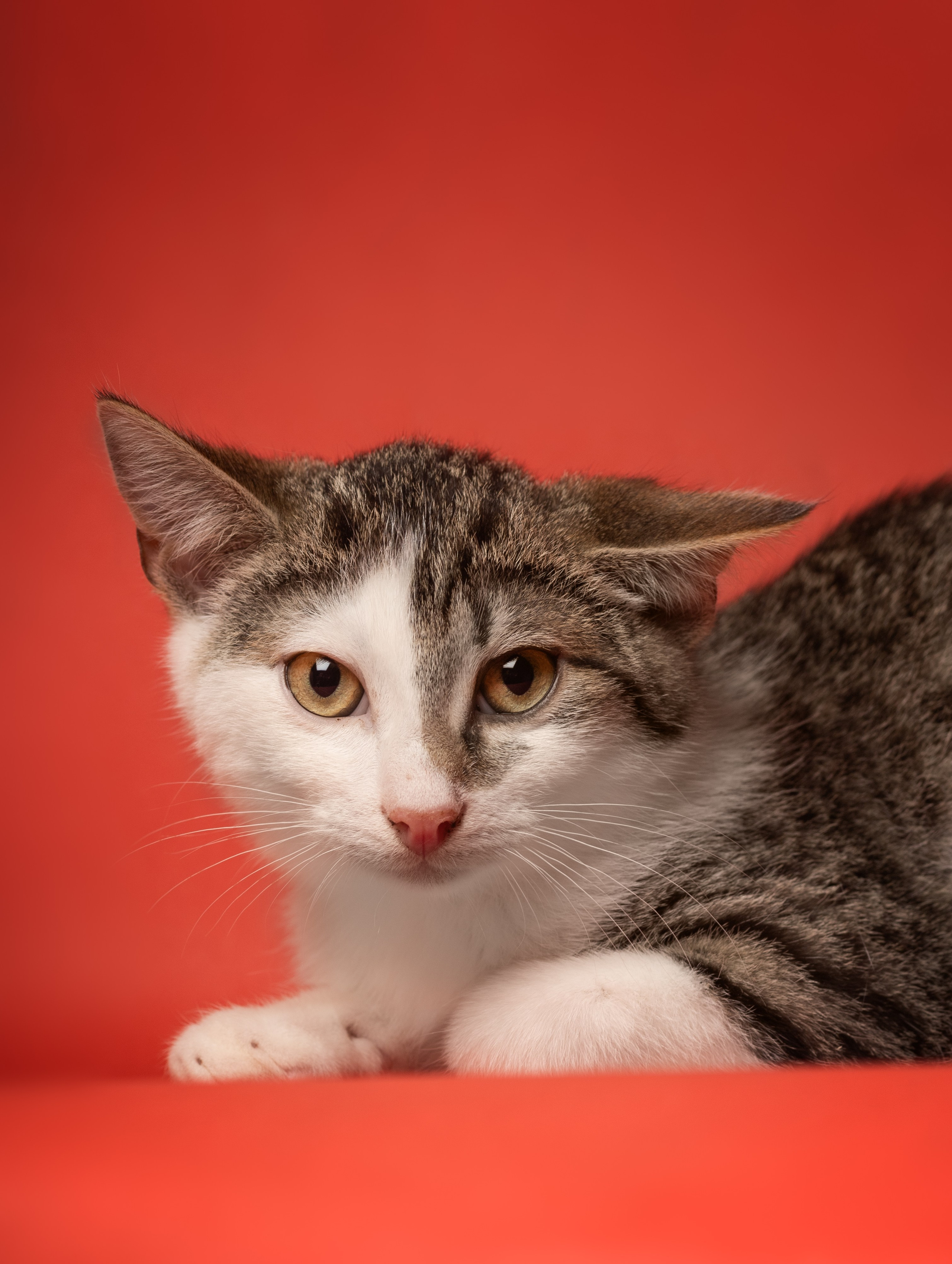 Коты. Фотограф Демид Никитин. г. Дубна, Москва