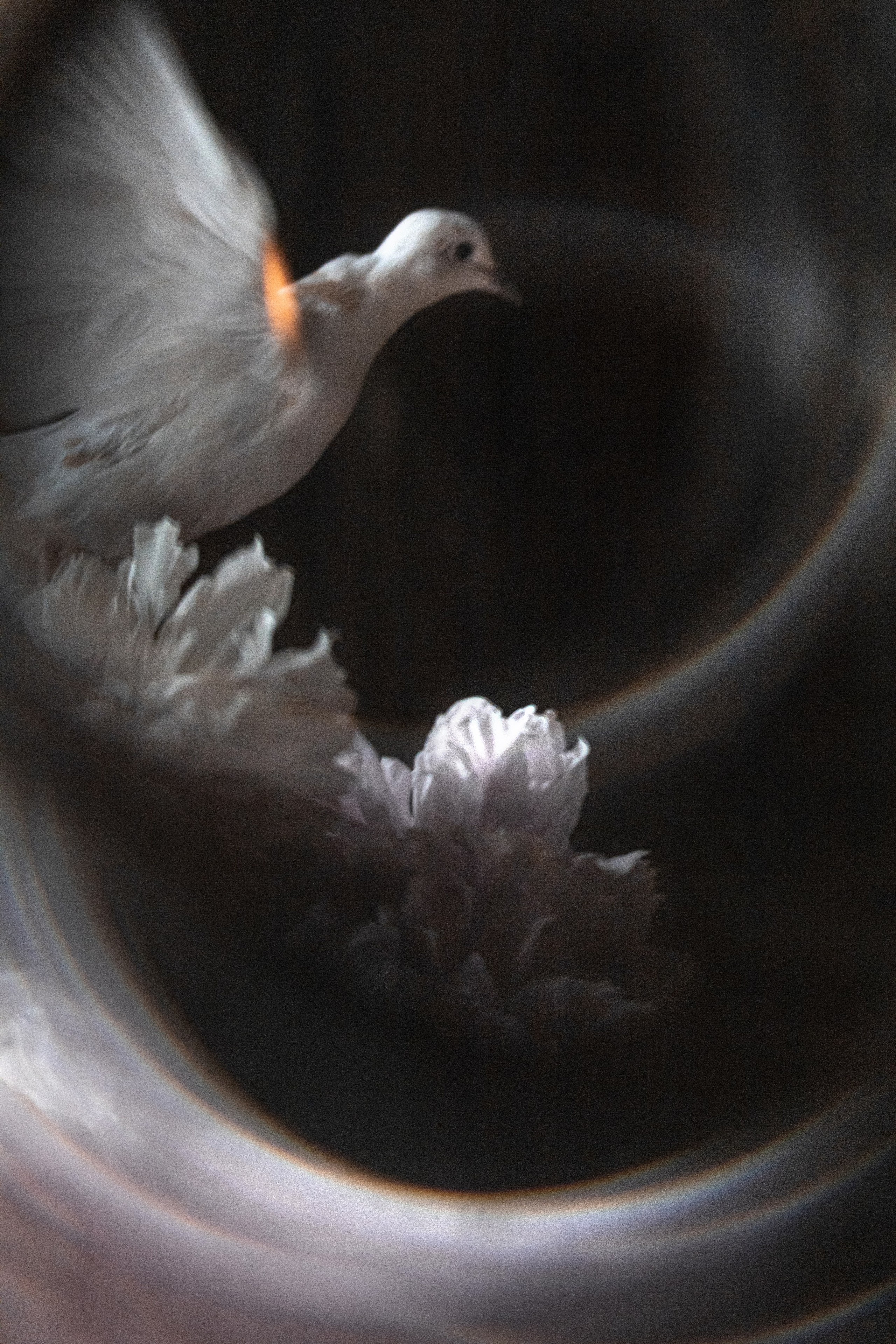 ЦВЕТЫ И ГОРЛИЦЫ. Фотограф на крестины