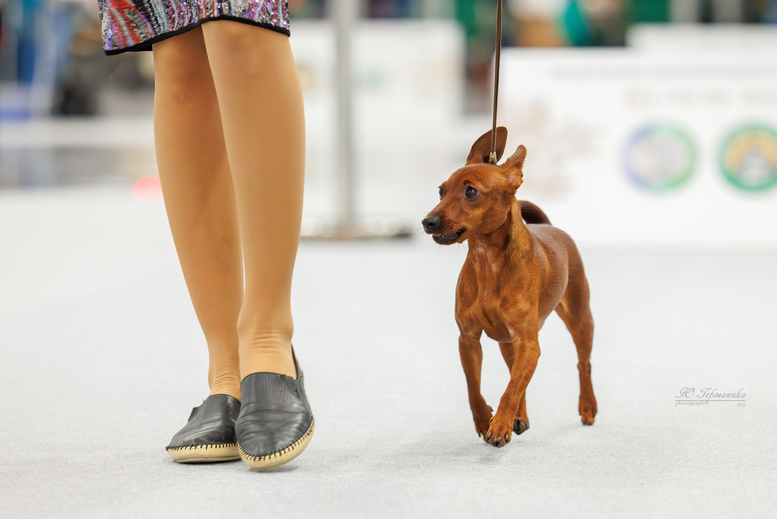 Зилант Казань 29-30.11.2025. Фотограф-анималист Юлия Германика