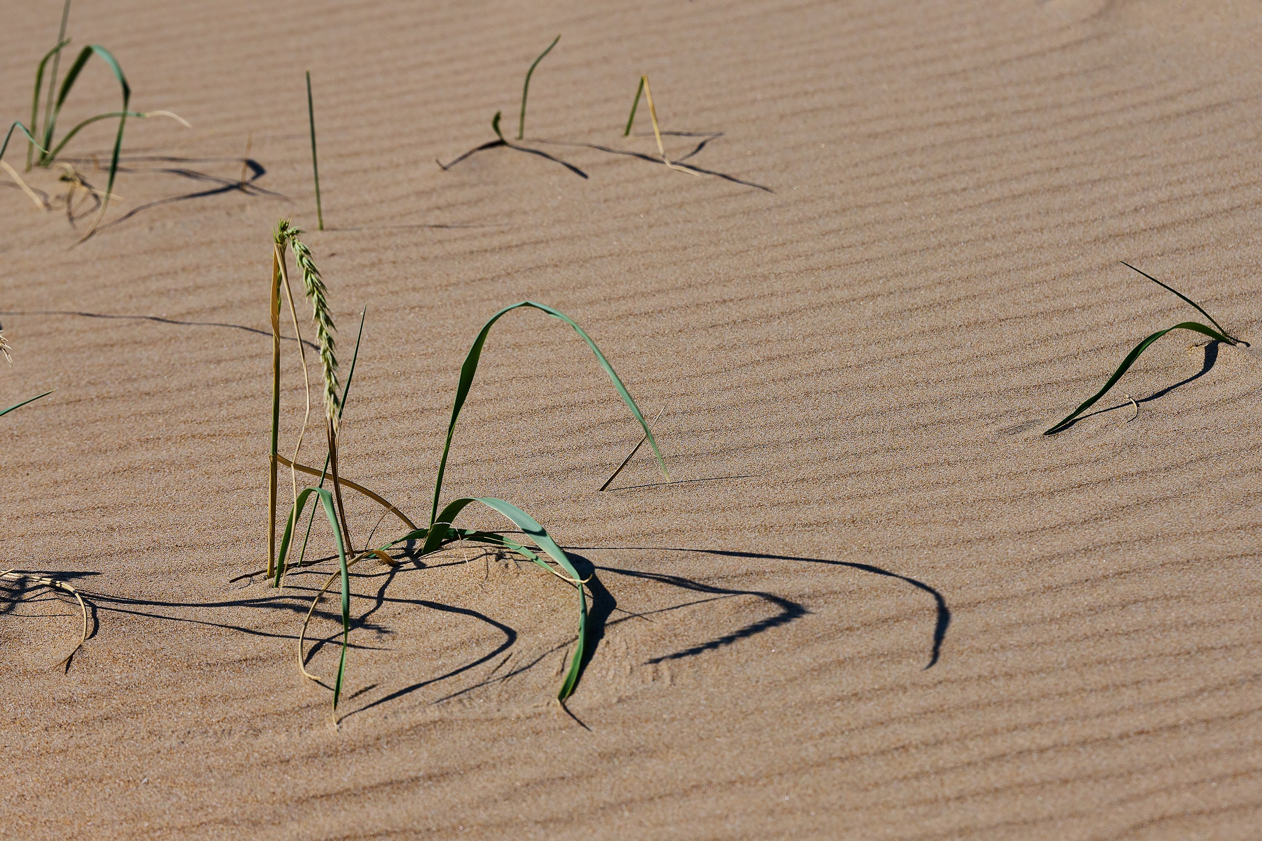 станица Благовещенская, Краснодарский край, пляж, песок