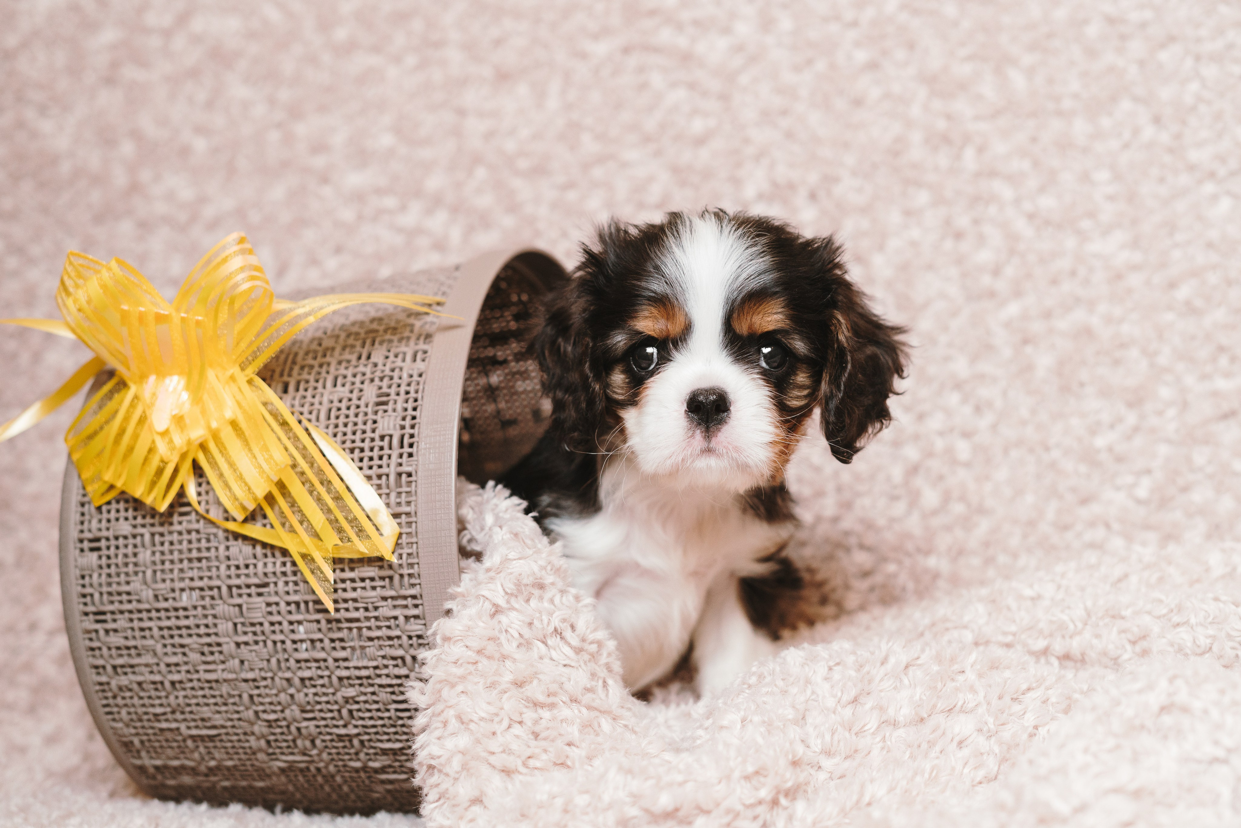 ККЧС. Фотограф анималист Осипчикова Мария