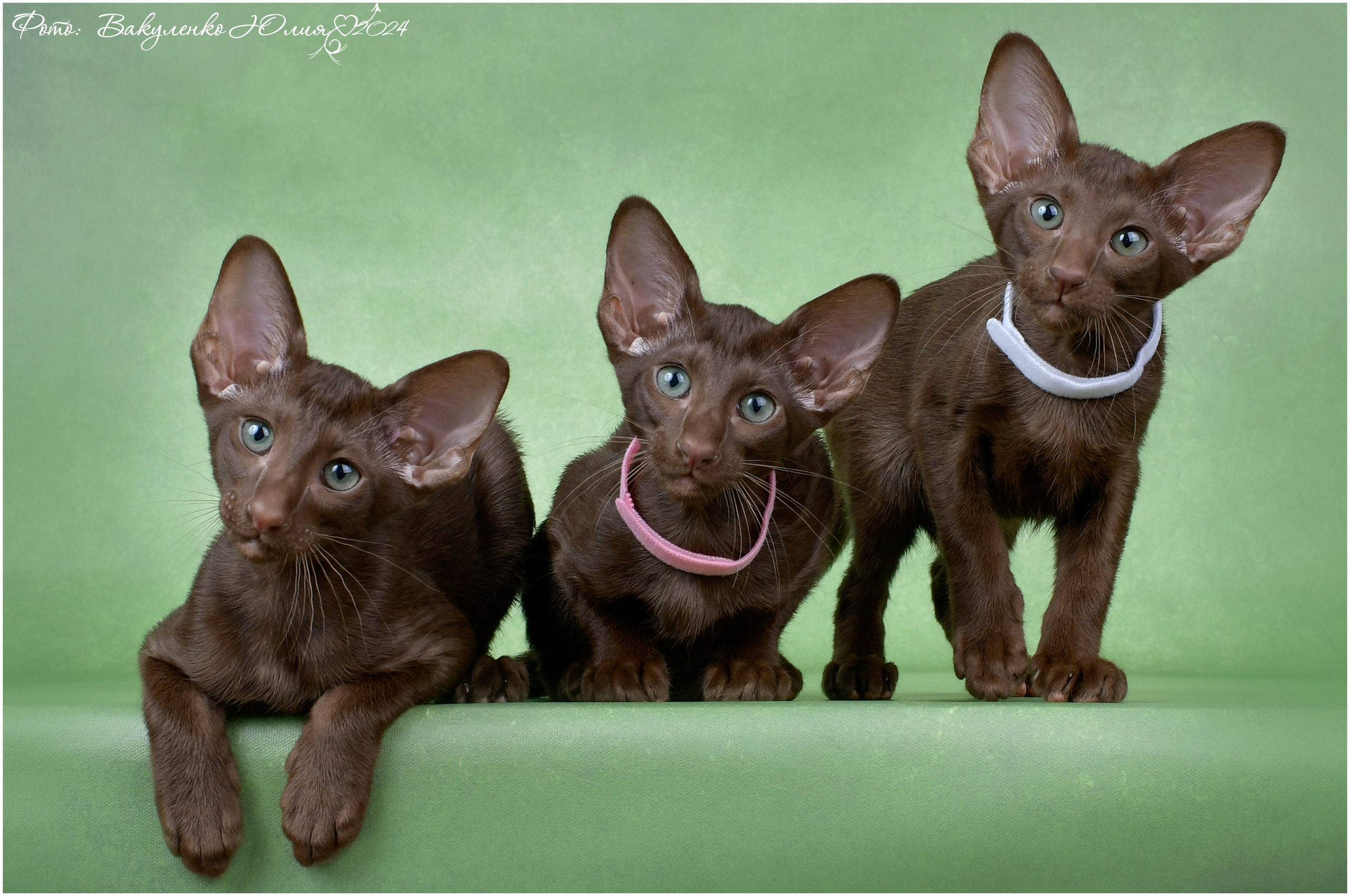Котята. Фотограф анималист | семейный Юлия Вакуленко, г. Краснодар