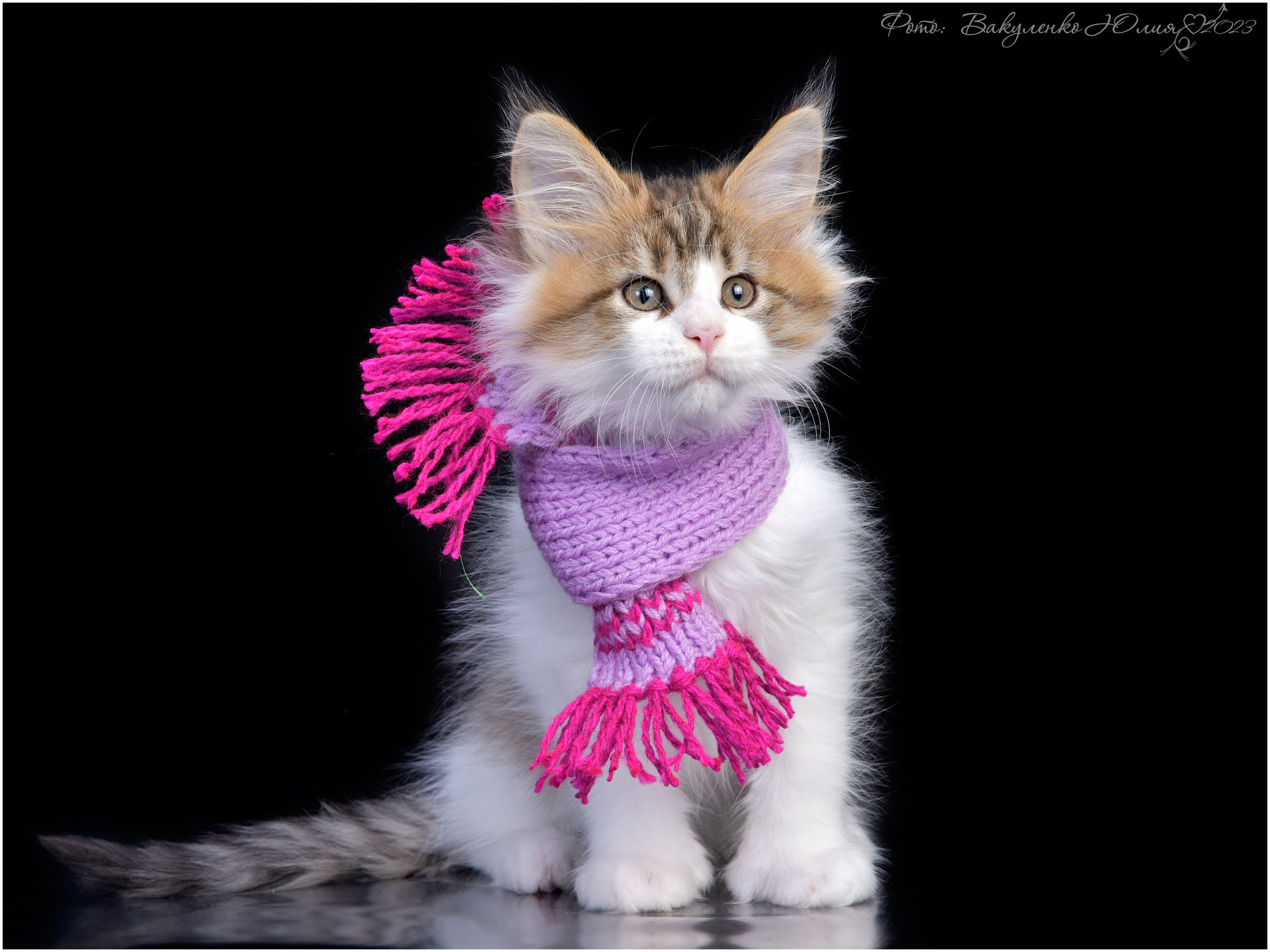 Котята. Фотограф анималист | семейный Юлия Вакуленко, г. Краснодар