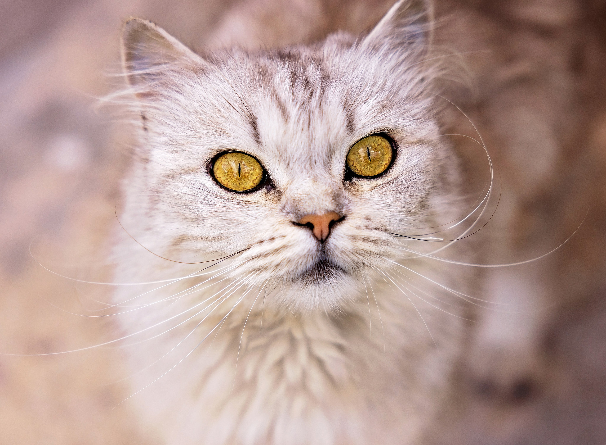 Геннадий Степанов —фотограф в Москве