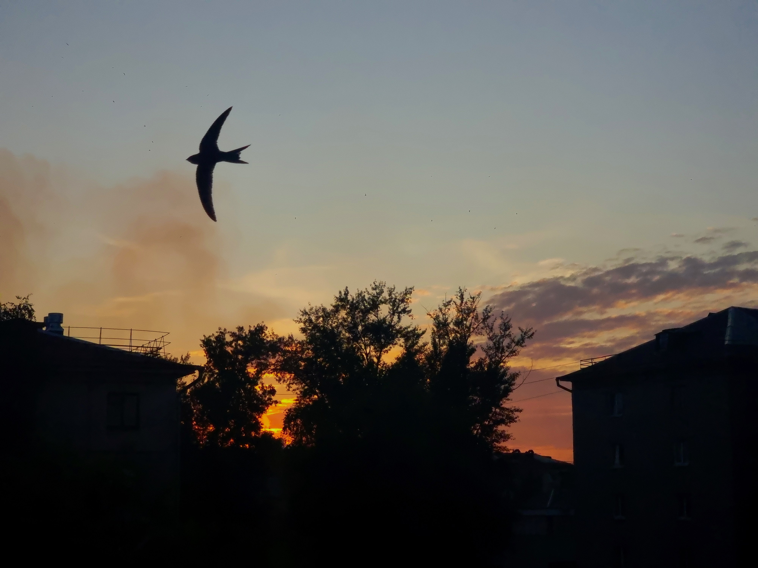 Август 2025. Den Mirov — Фотограф, Музыкант