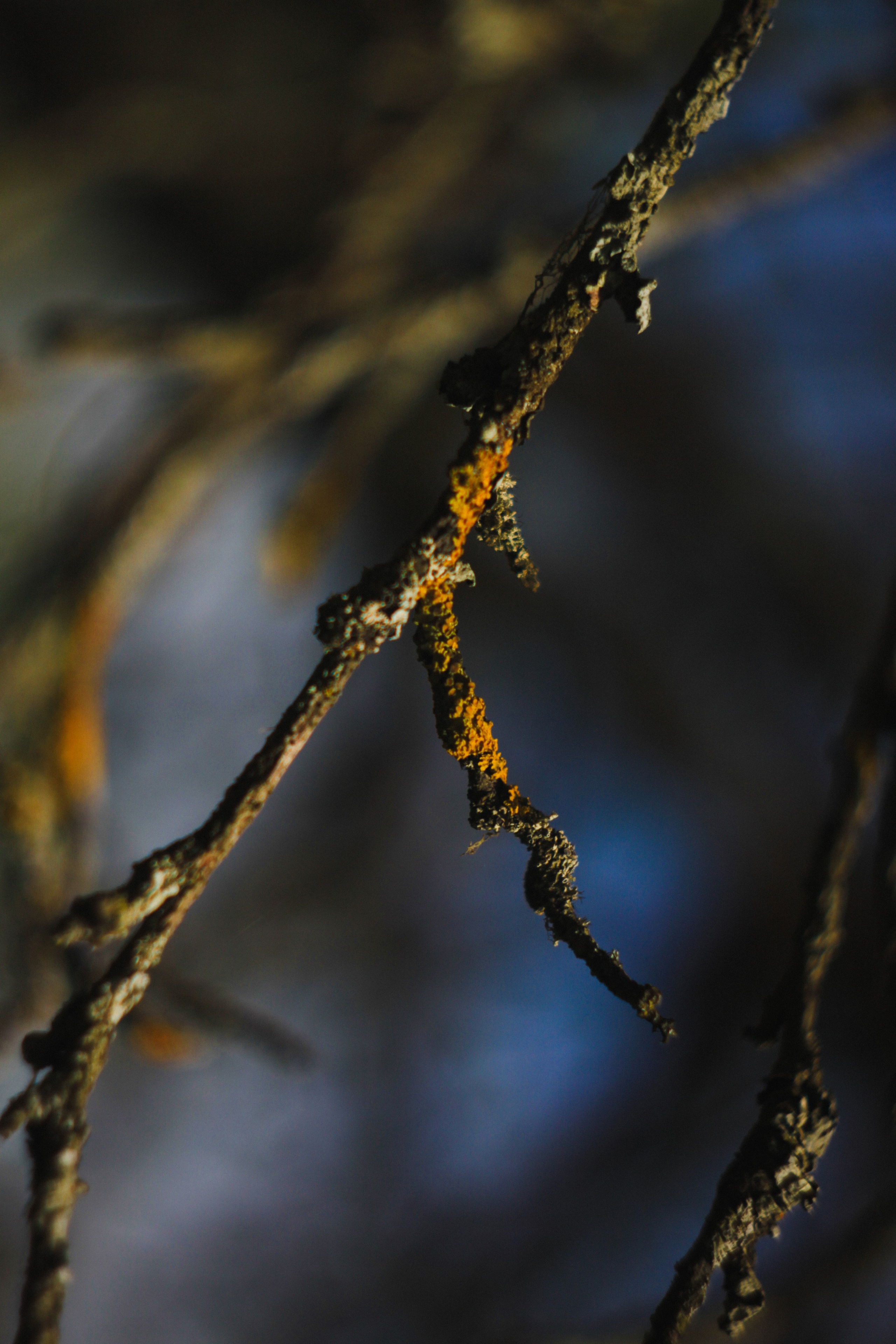 Khutor. Den Mirov — Photographer, Musician