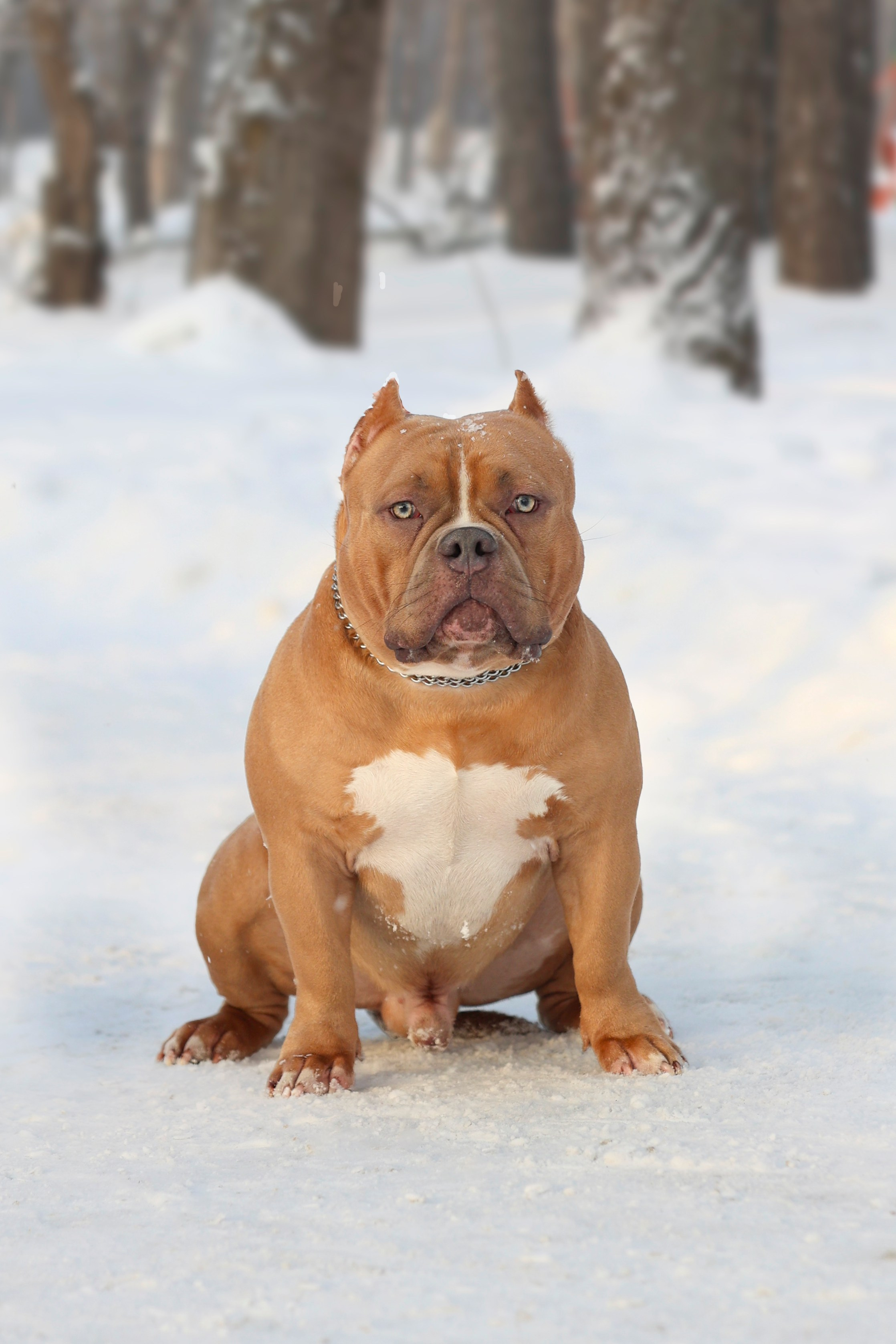 Американский булли!. Фотограф 📸 семейный, предметный, репортажный