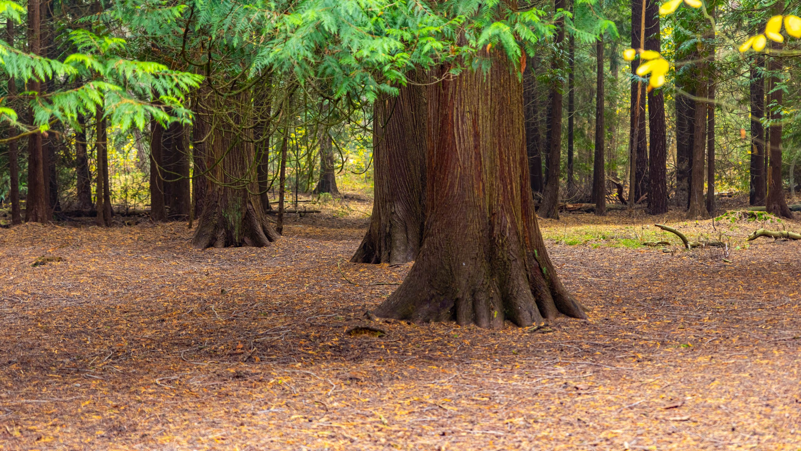 2024 10 Зеленоградск, Светлогорск, Куршская коса. Фотографии