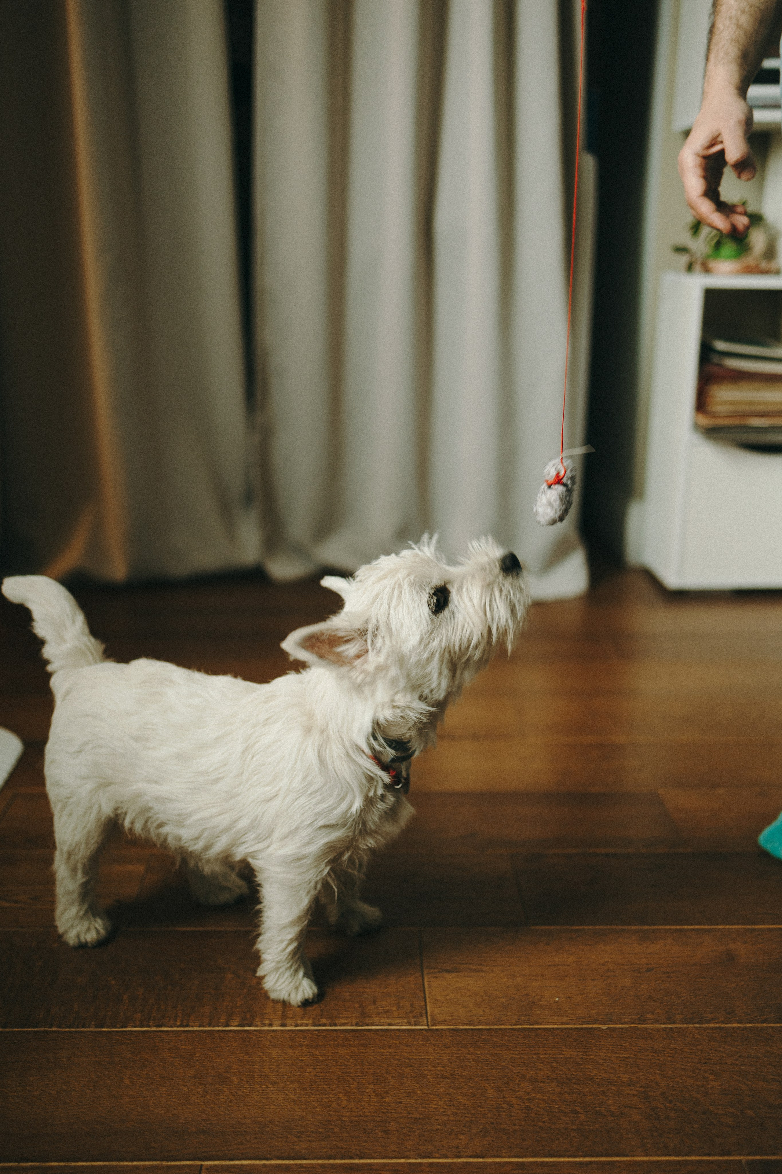 Снежуля, Мари и Саша. Фотограф анималист Анастасия Пикей