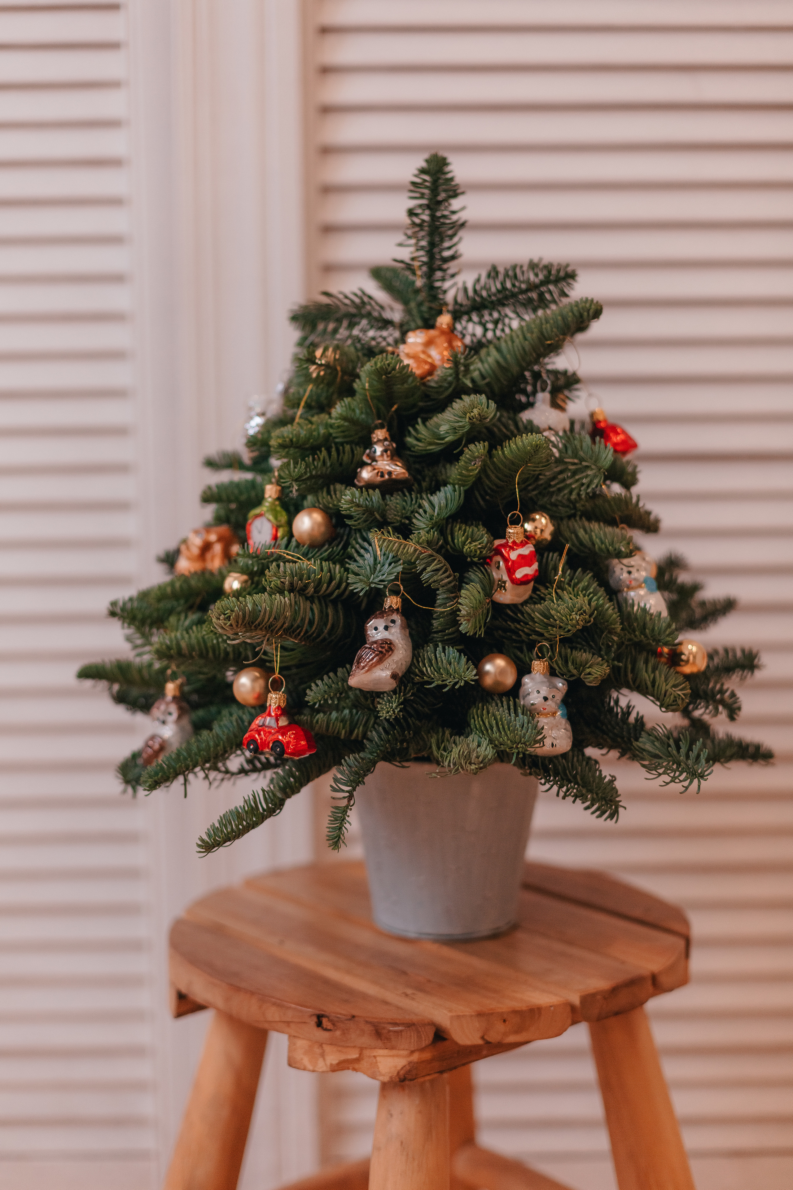 ФОТО-КОНТЕНТ ДЛЯ «ТВОЯ ЁЛОЧКА». Семейный фотограф в Санкт-Петербурге Любовь Савкина