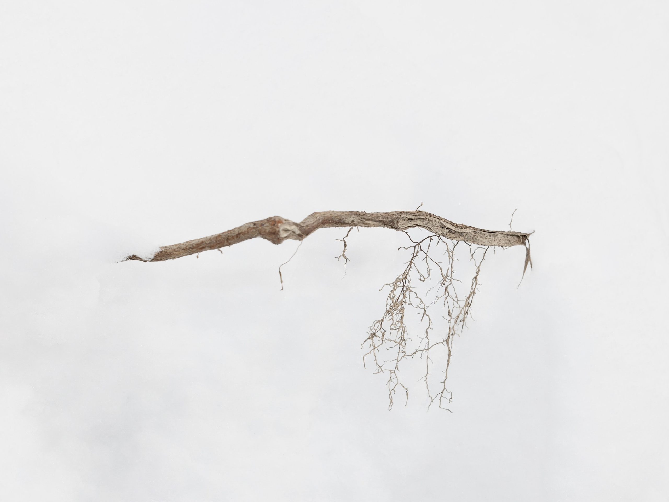 Art prints. Фотограф алина стерхова, алина стерхова фотограф, фотограф москва