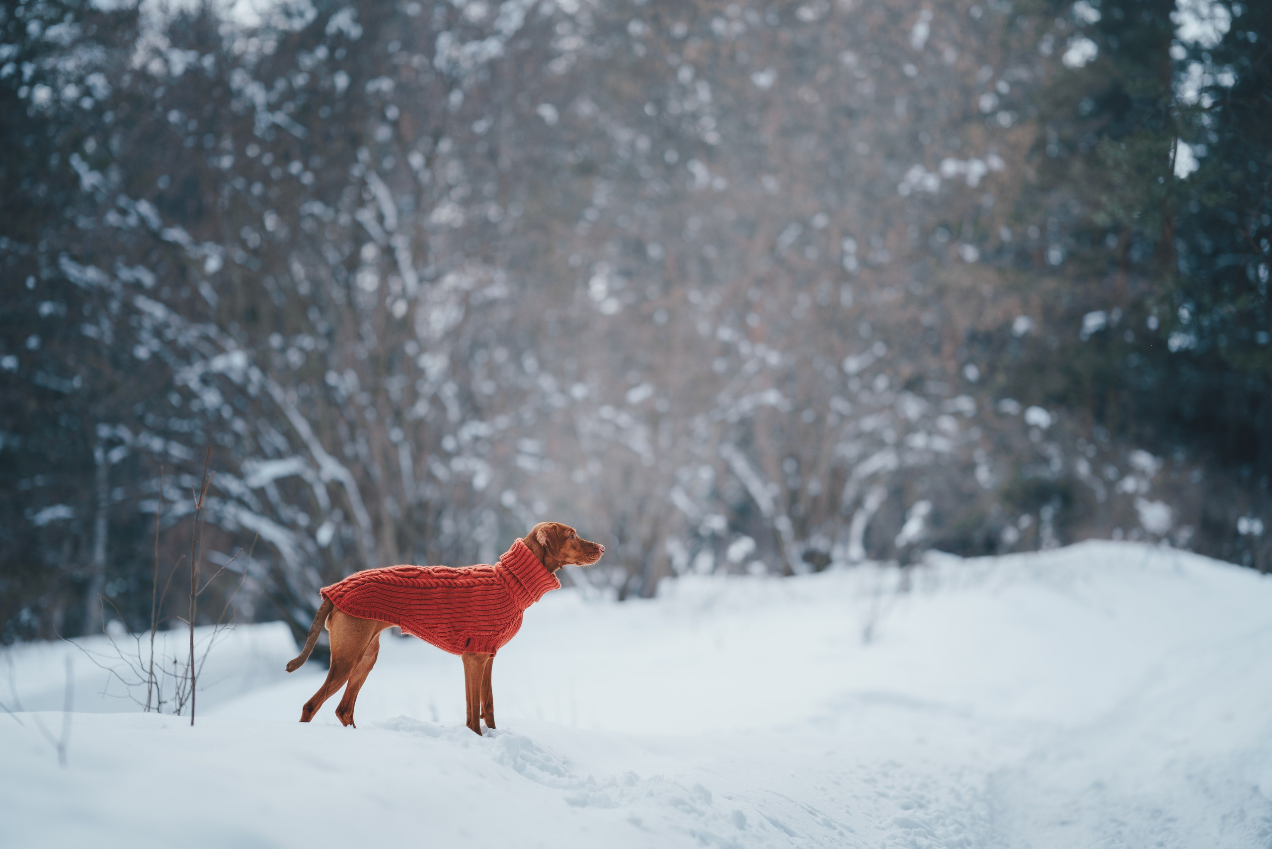 Одежда для собак Bravehound. Фотограф анималист Осипчикова Мария